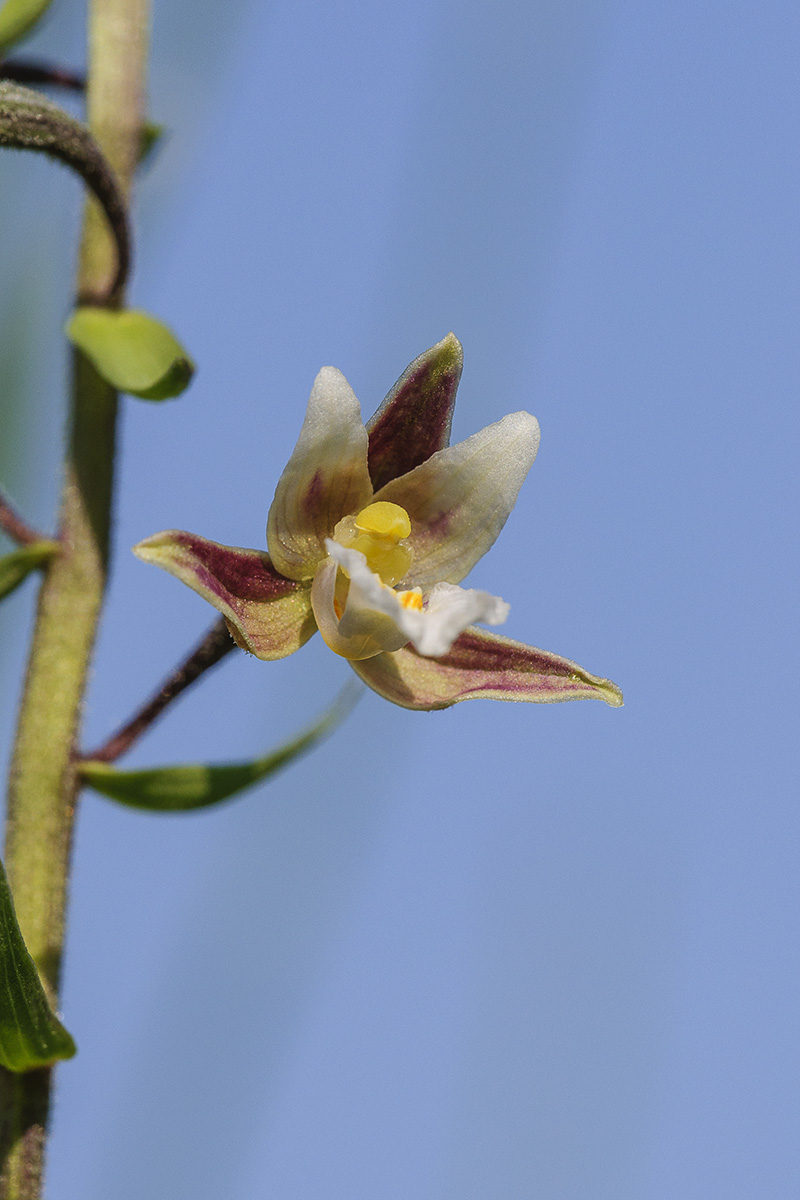 Epipactis palustris