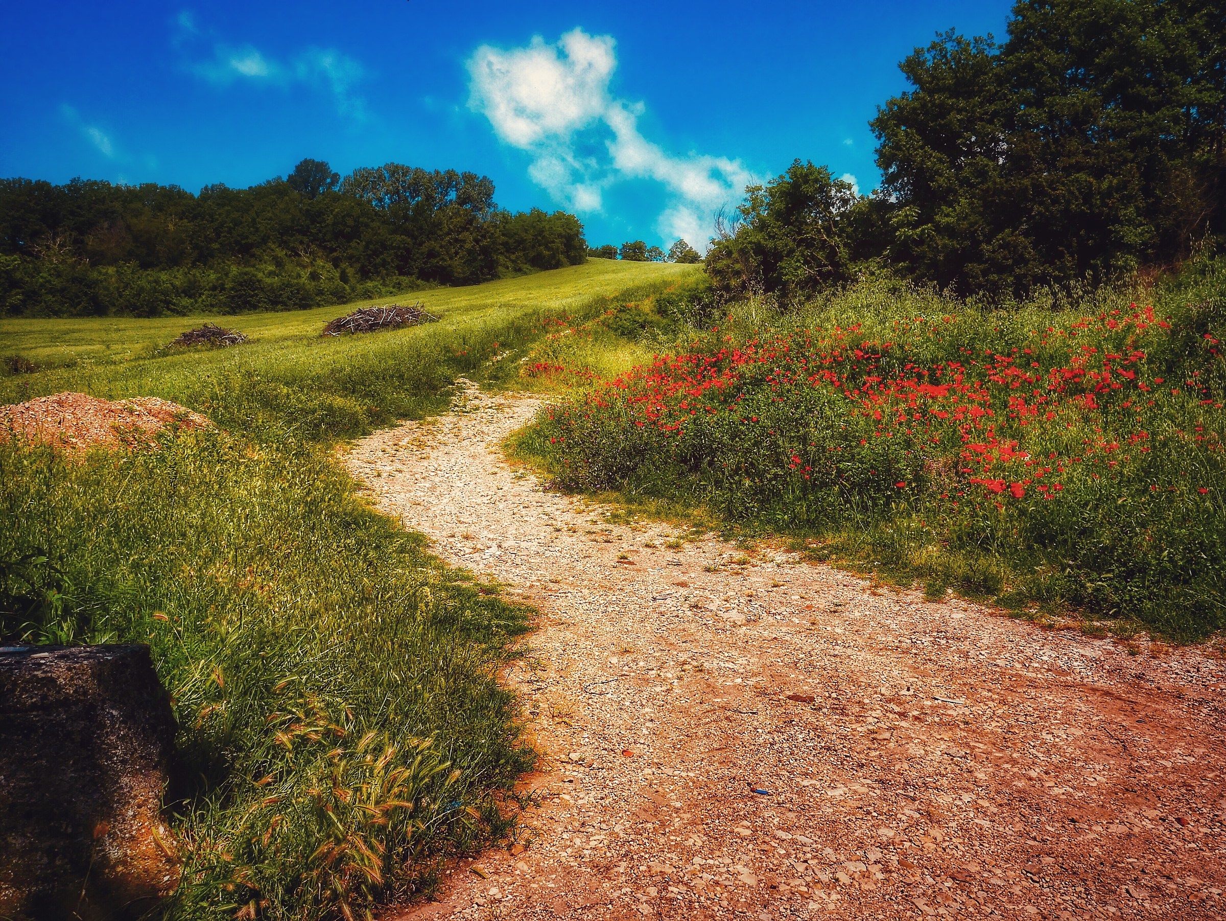 The Road of Poppies 2