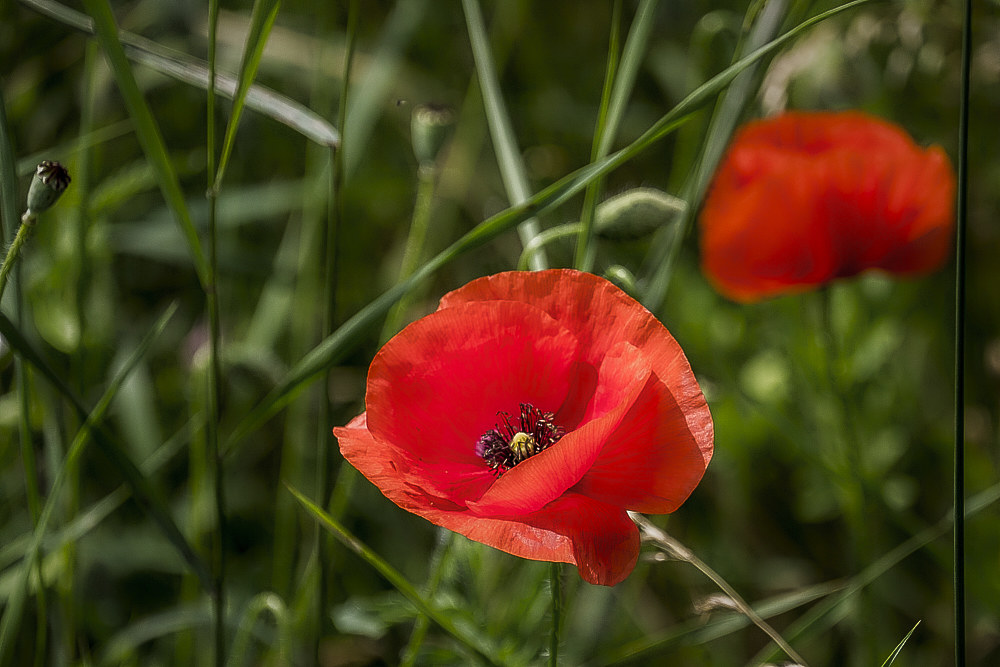 Double Red Poppy