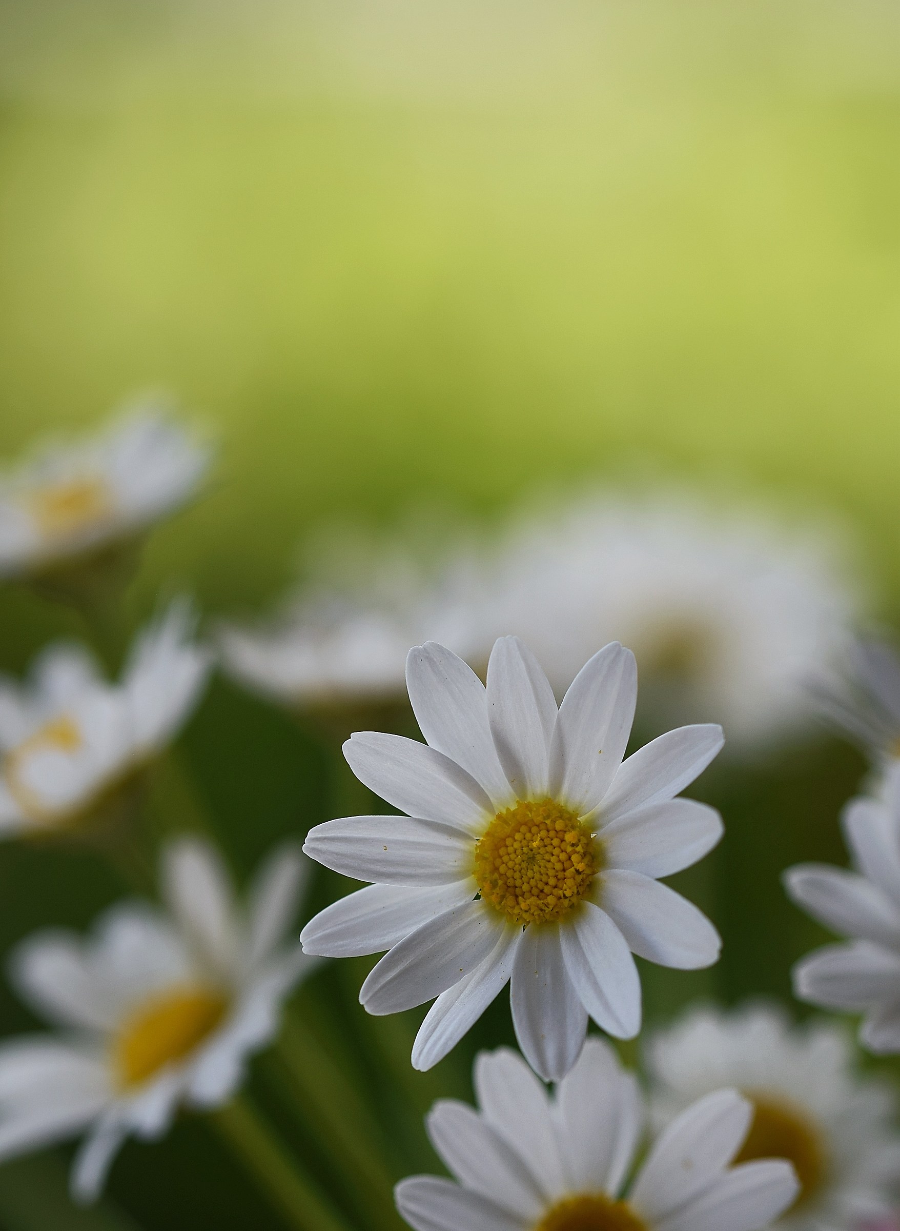Daisies