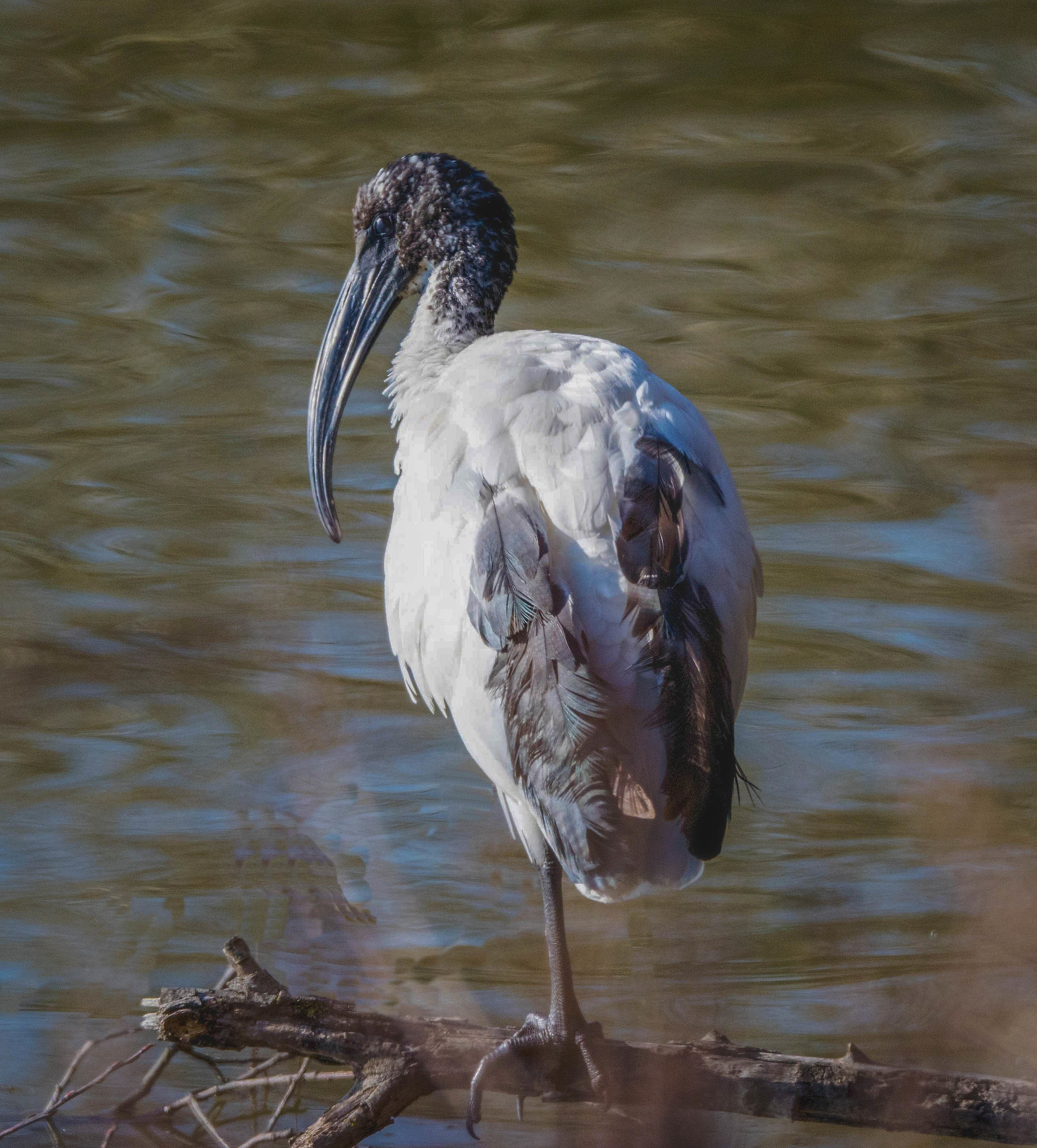 Sacred Ibis
