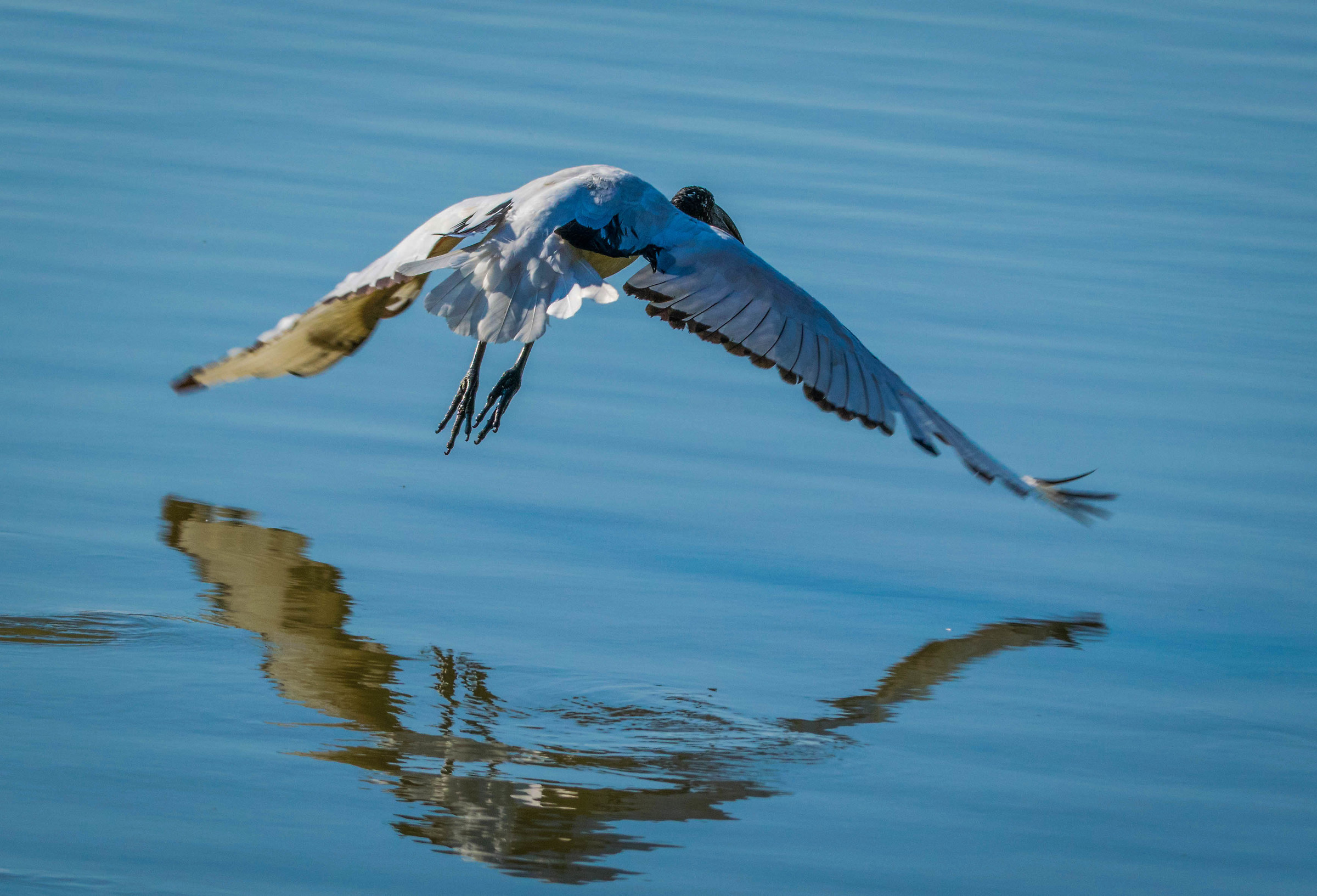Sacred Ibis in flight