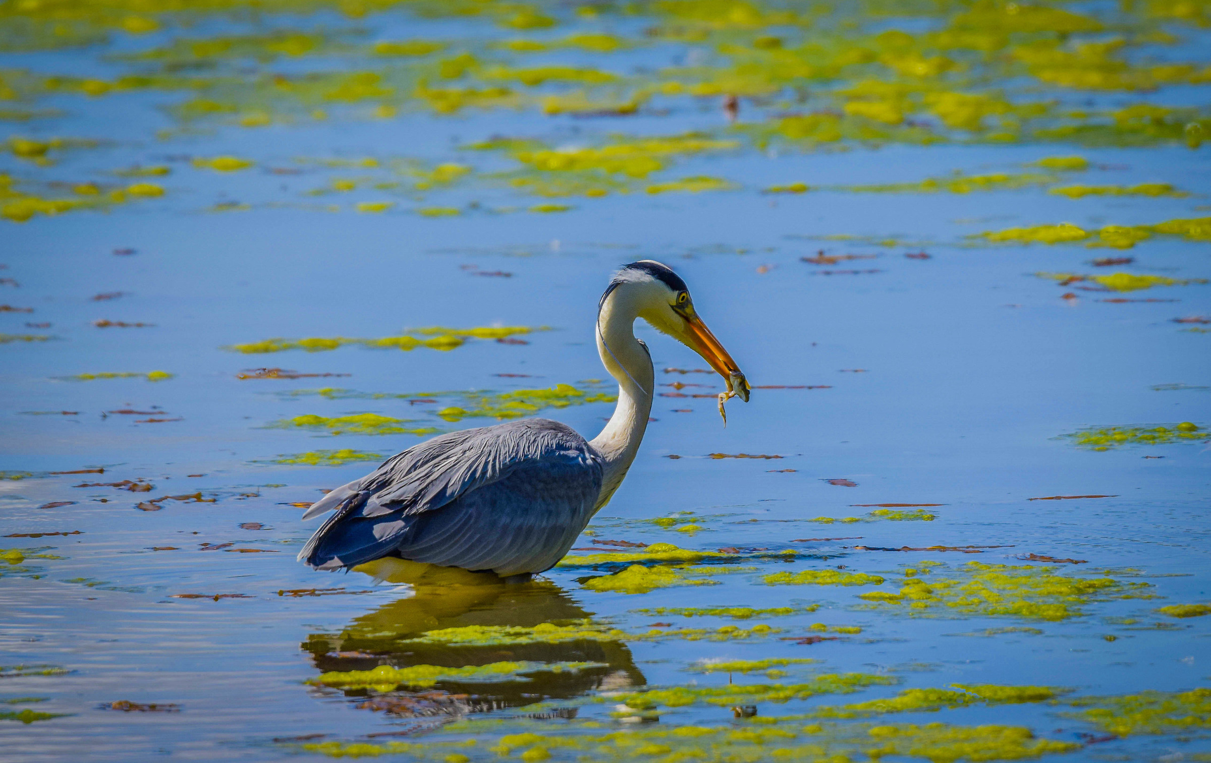 Heron at breakfast