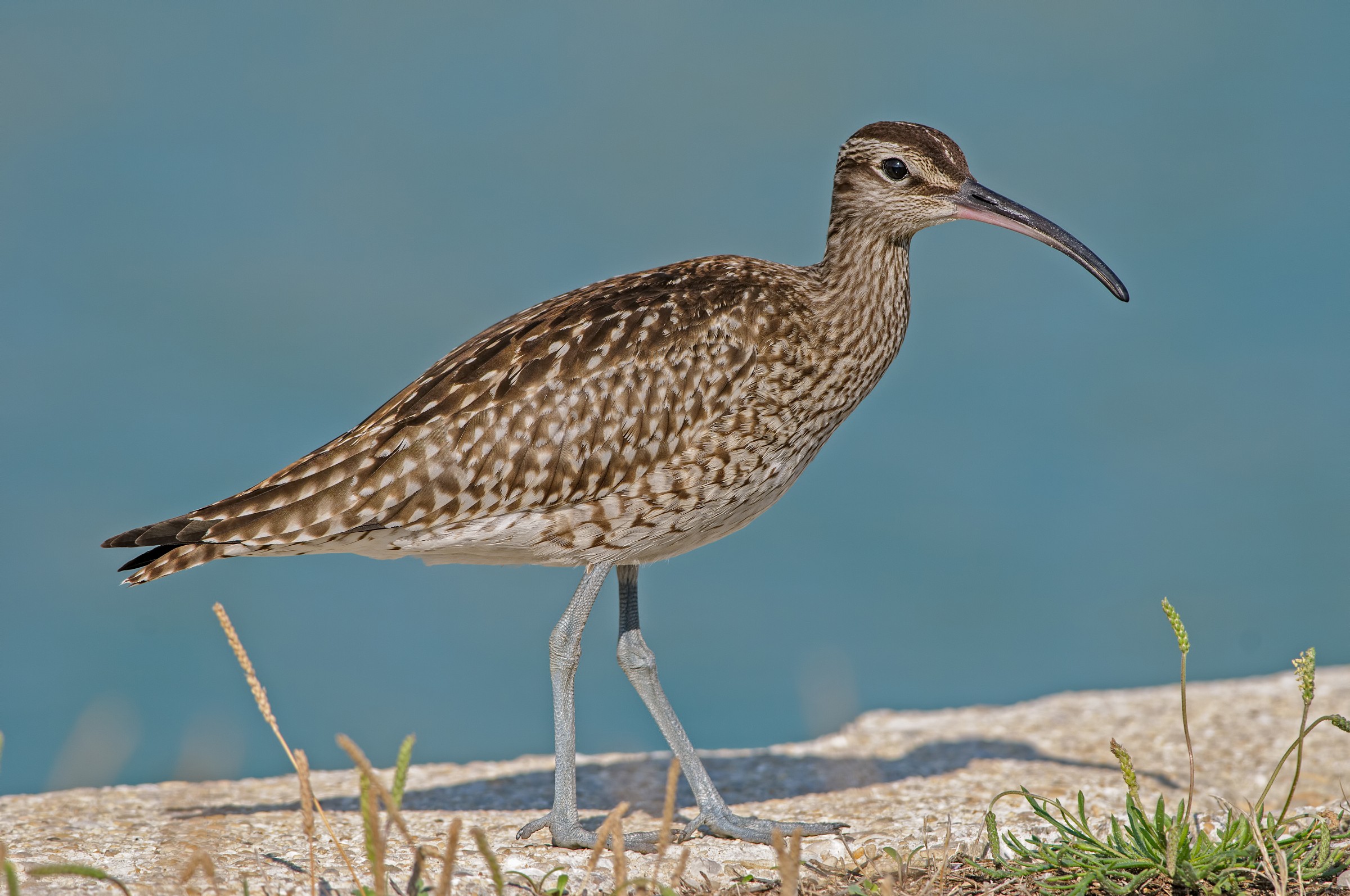 Whimbrel Numenius phaeopus