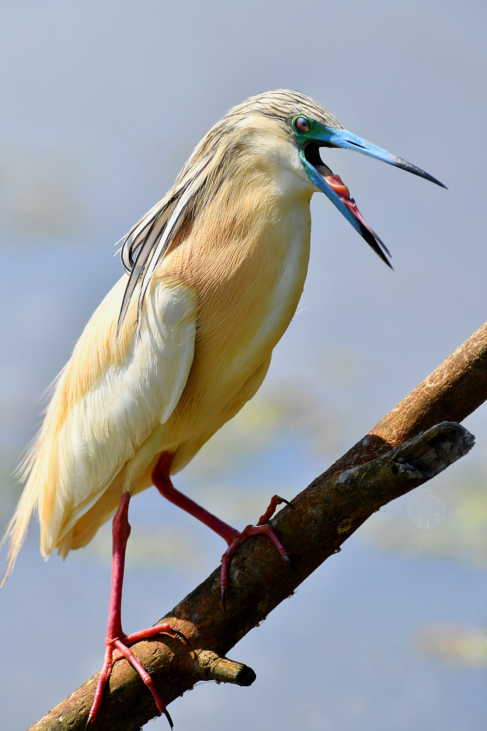 Stories of Feathers (Squacco tuft)
