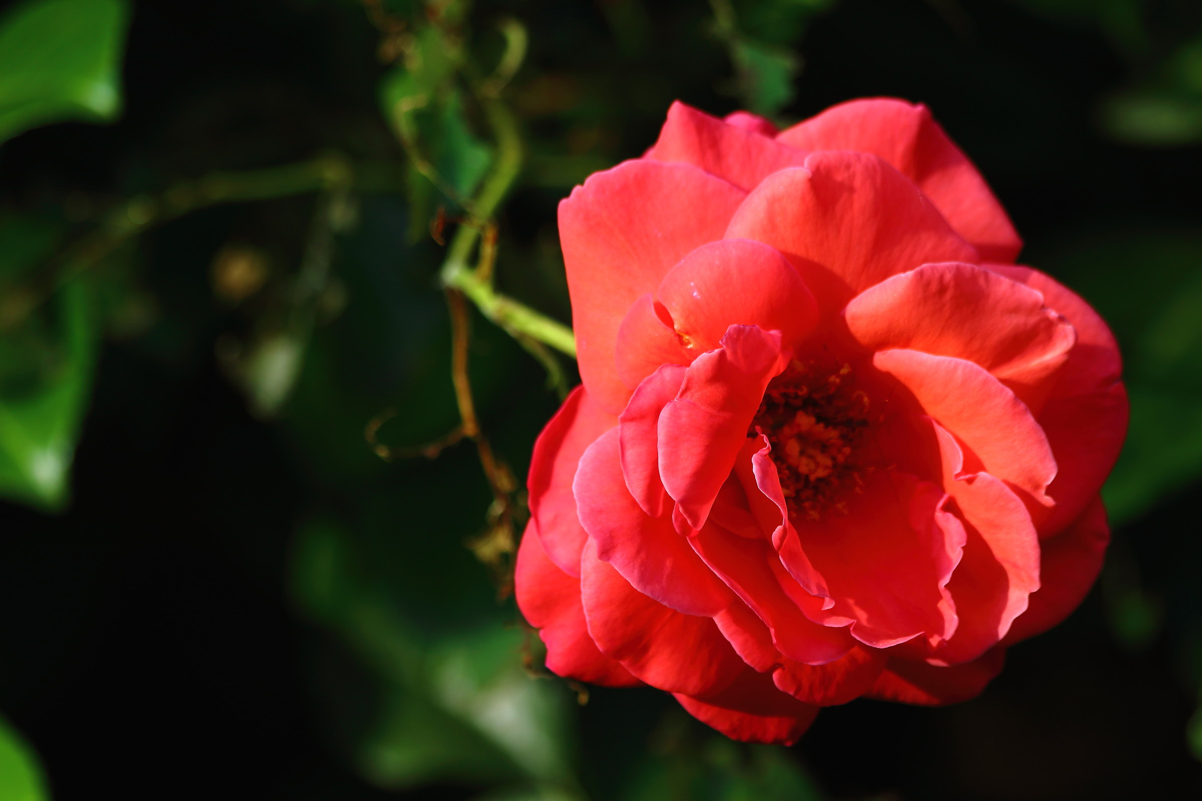 A flower sprouts in a hedge.