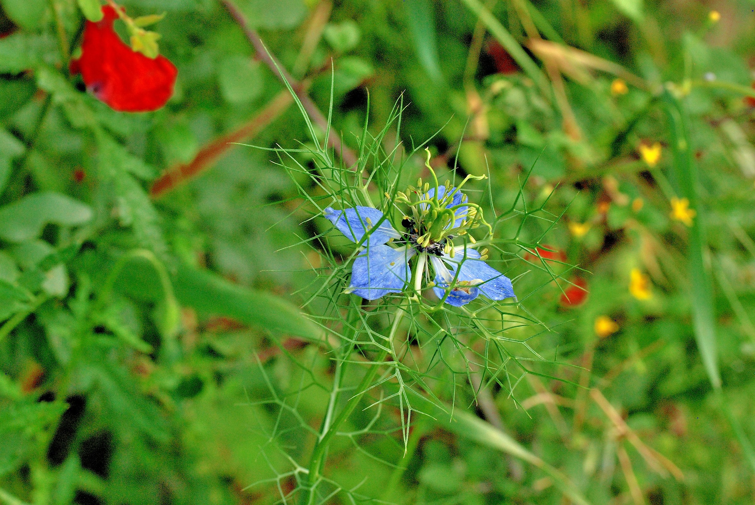 Fiore sull'Orlo di una Crisi di Nervi