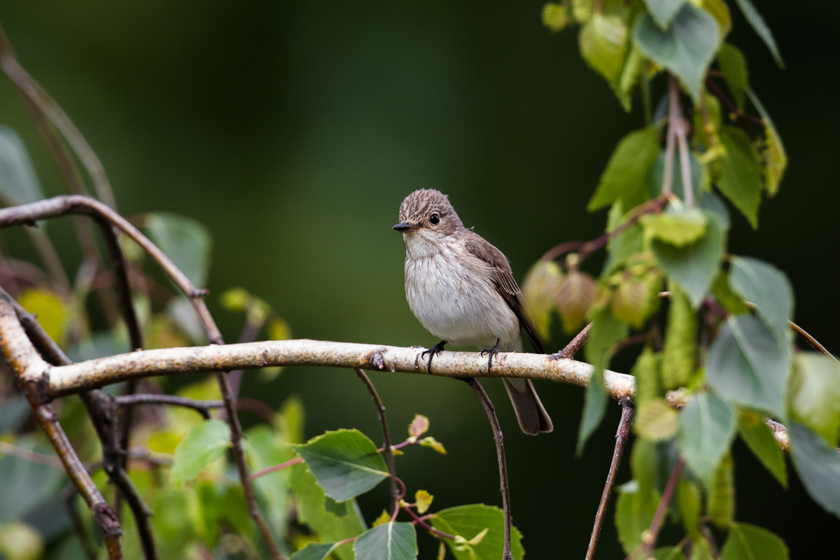 Flycatcher (Muscicapa striata)...