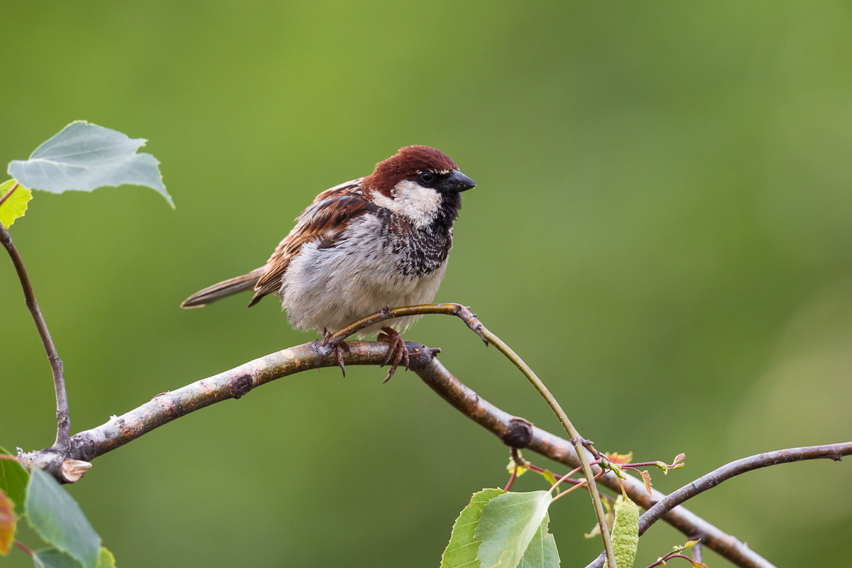 Male of Sparrow of Italy (Passer italye)...