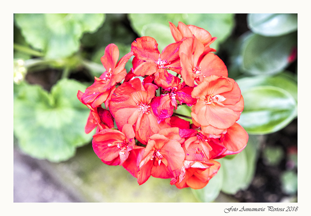 Un fiore da Monopoli