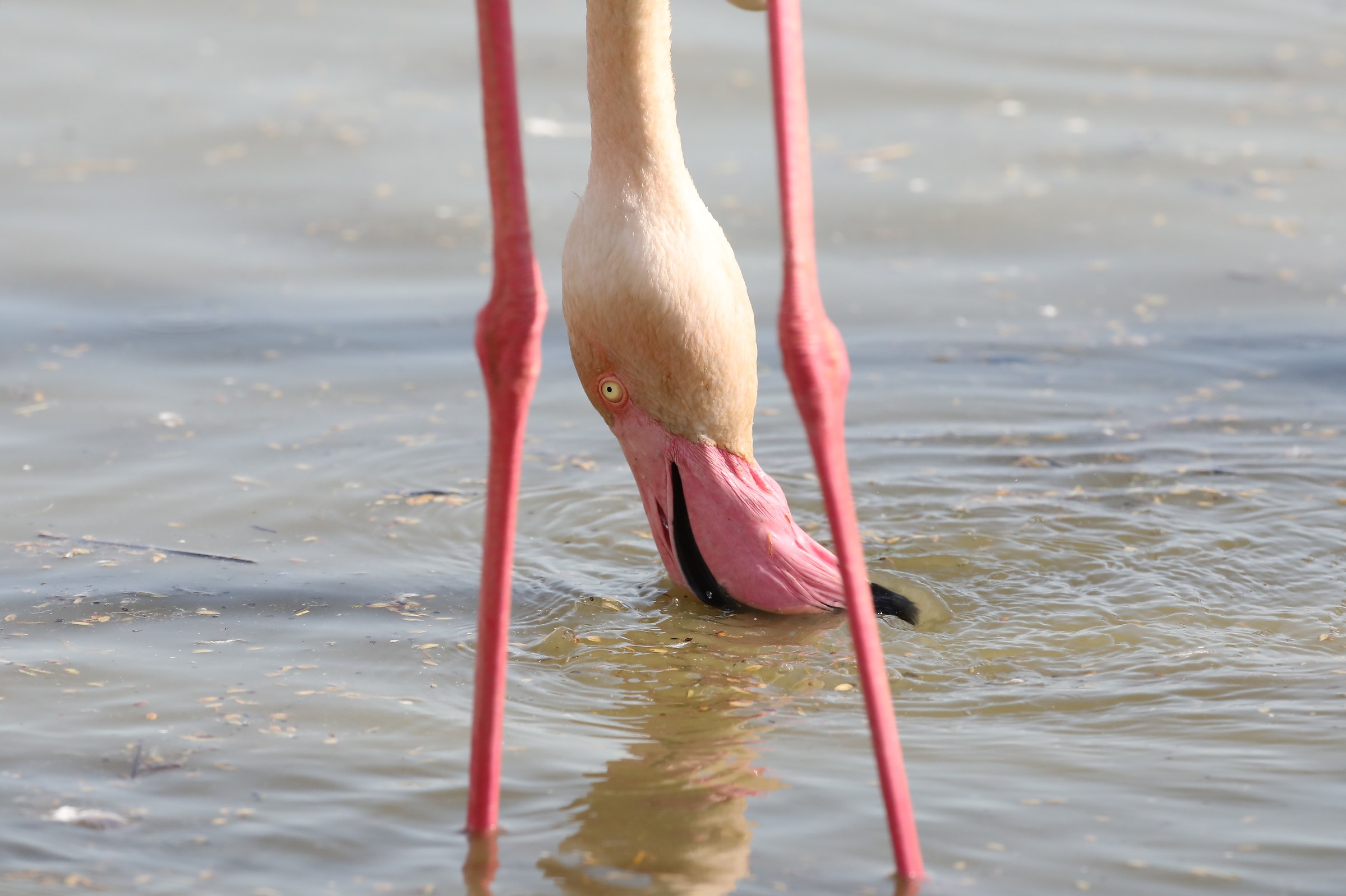 Where did I put my feet?