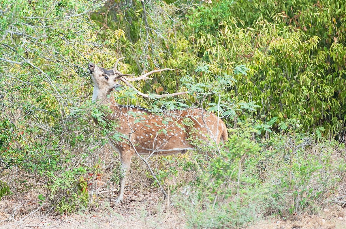 spotted deer