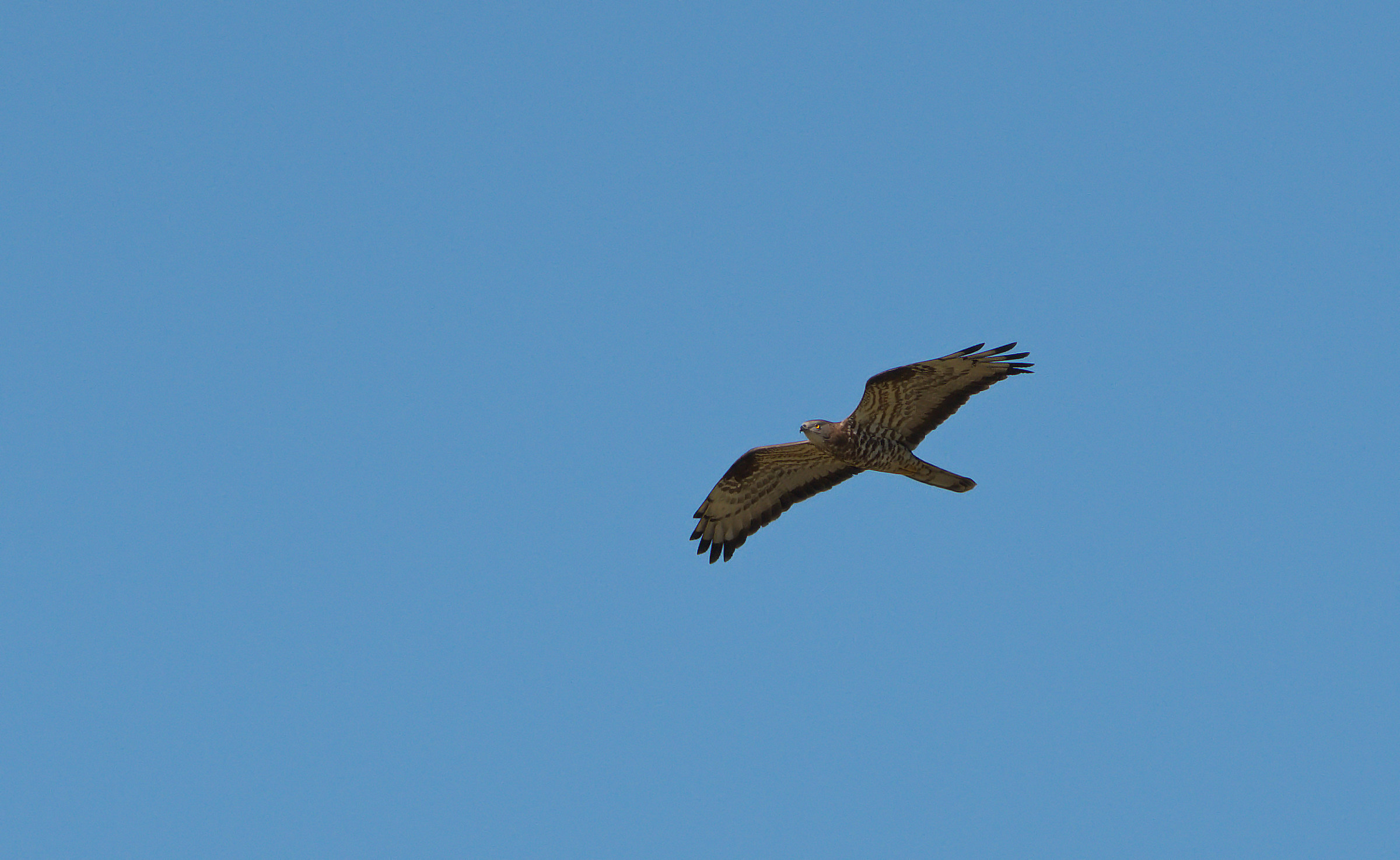 Falco Buzzard