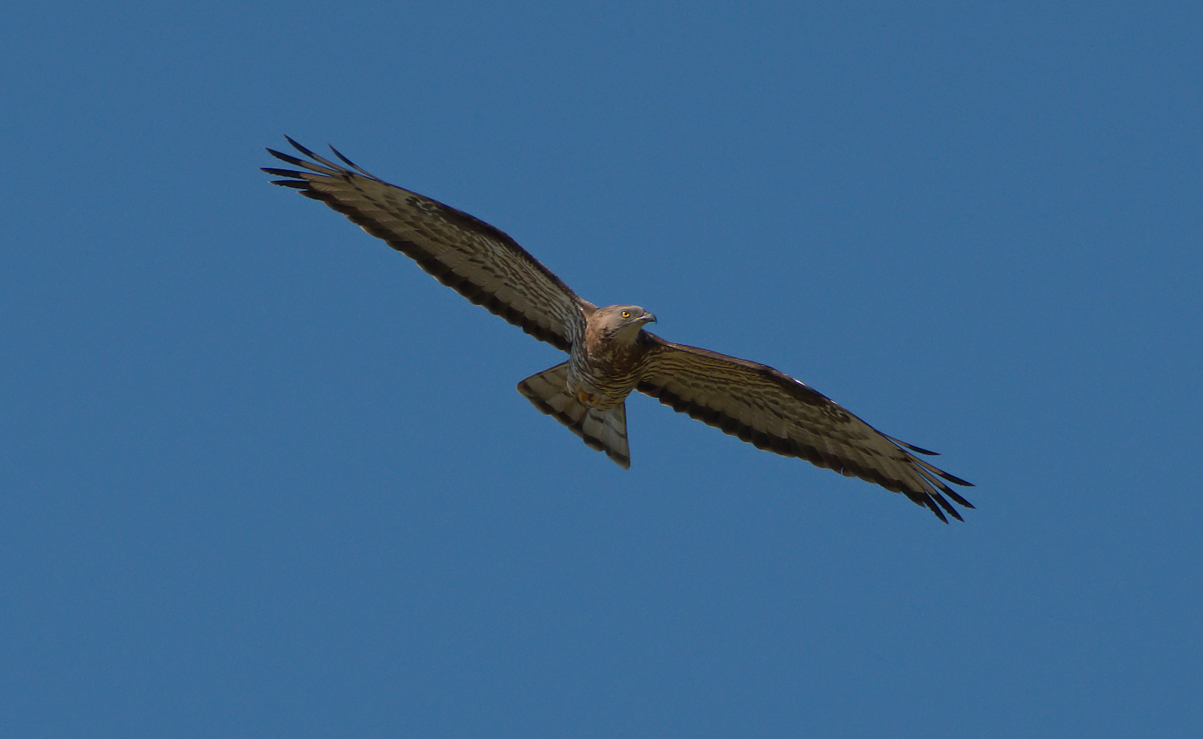 Falco Buzzard