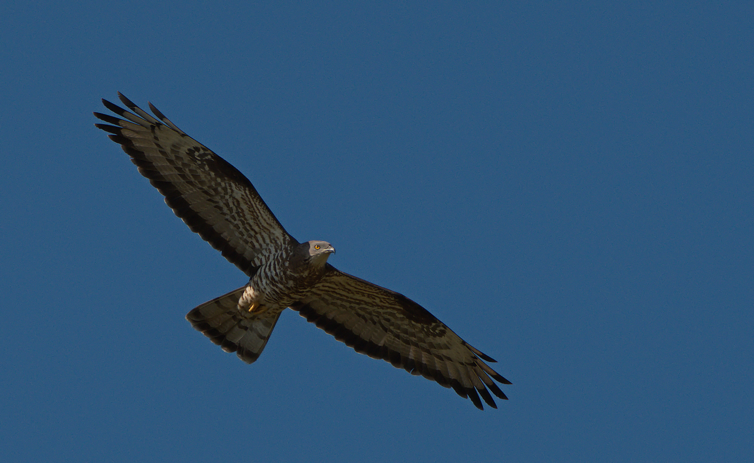Falco Buzzard
