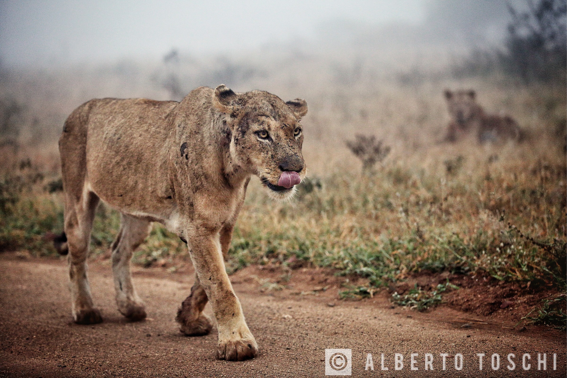 Lion in the fog