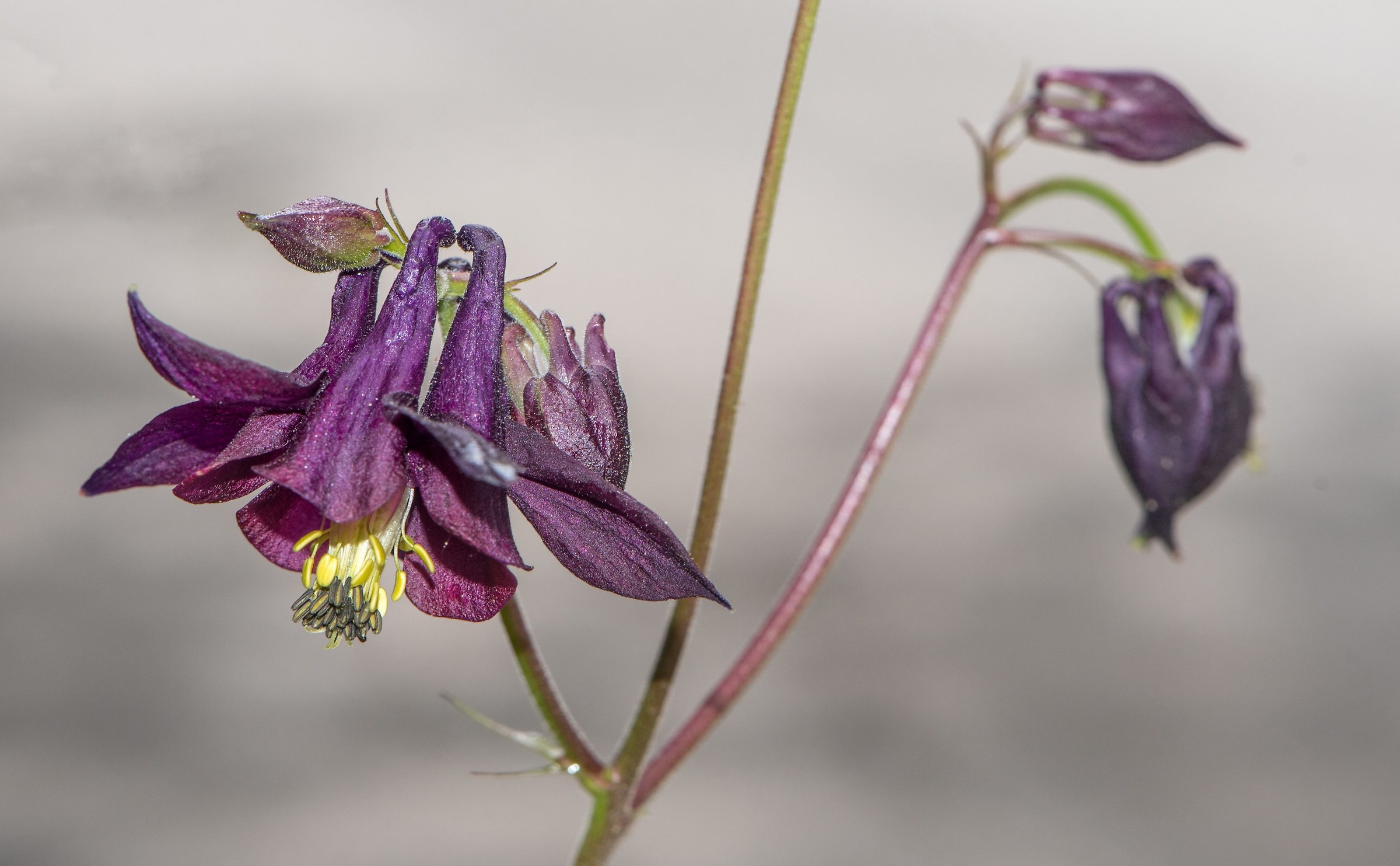 Aquilegia scura