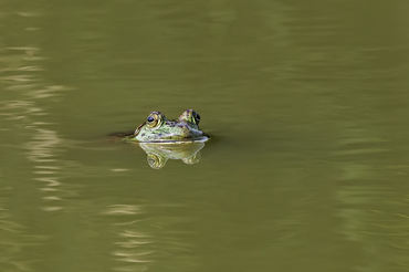 Lithobates catesbeianus