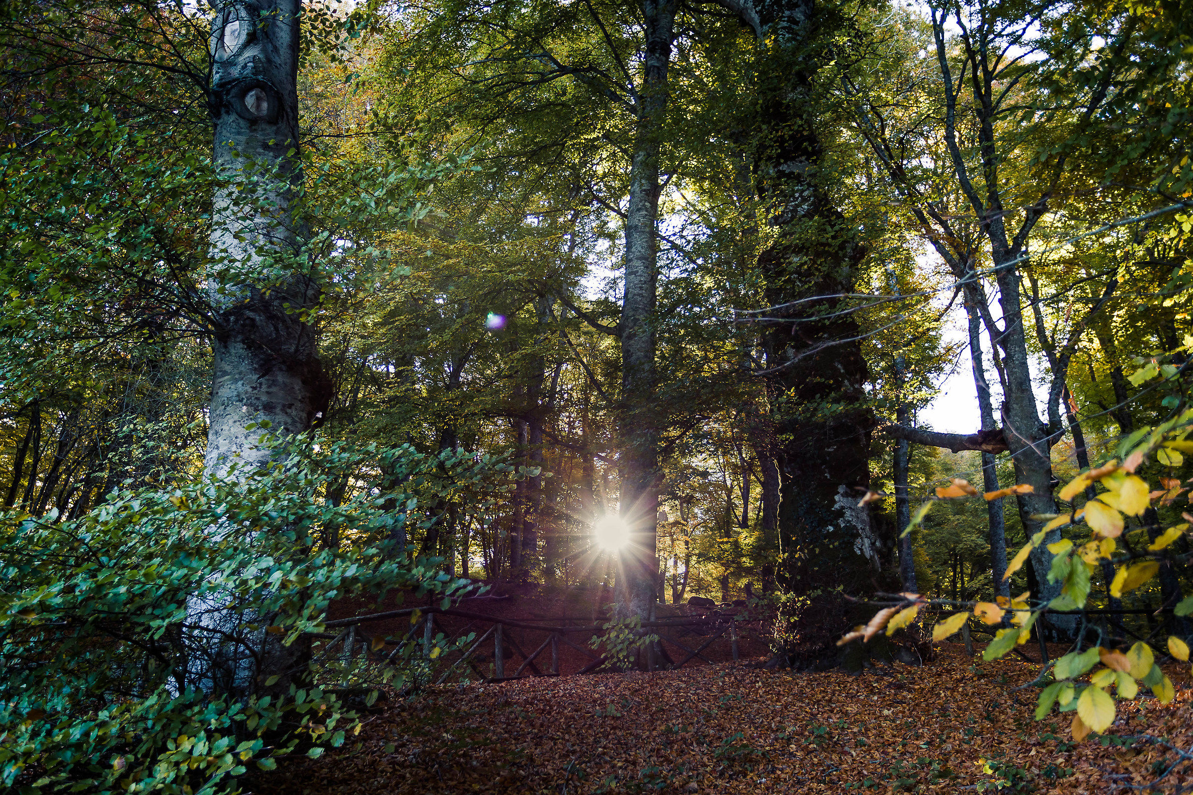 Beech Soriano Nel Cimino