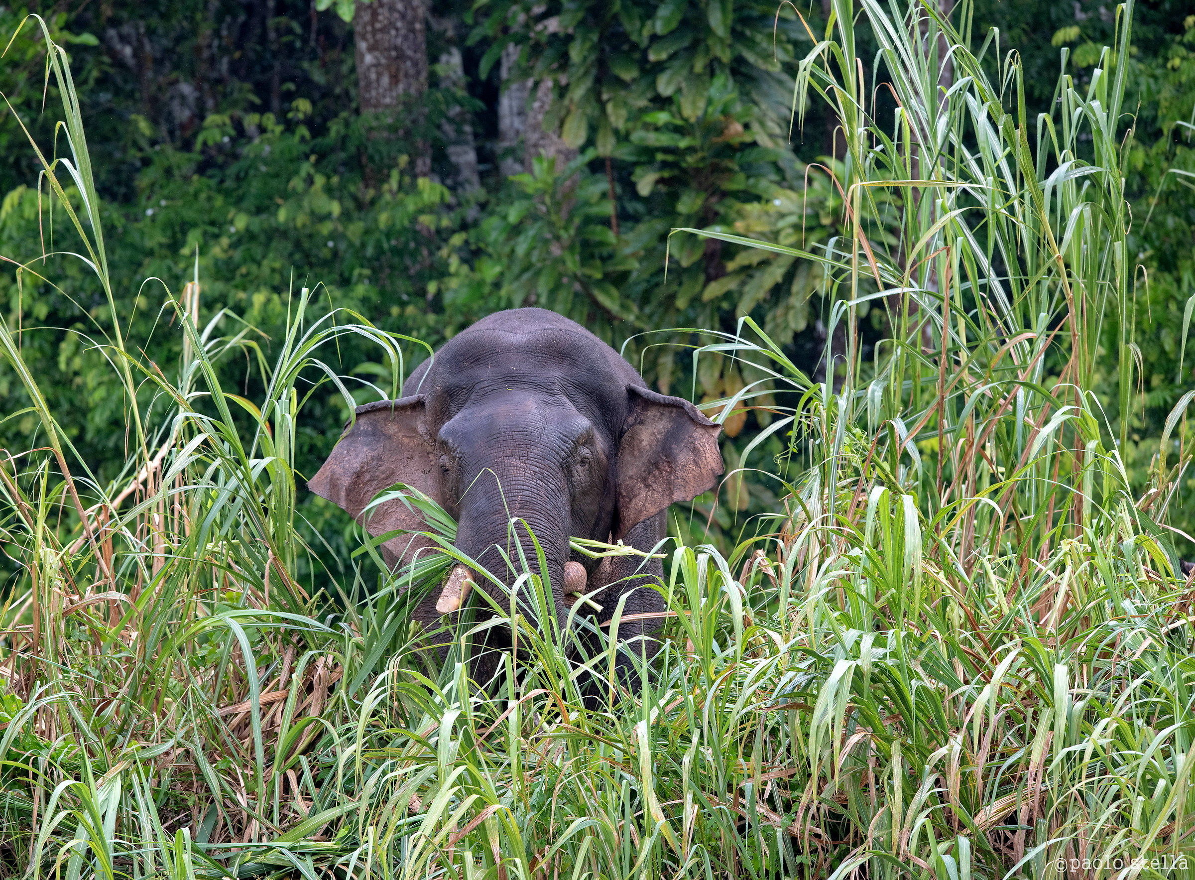 Borneo pigmy elephant