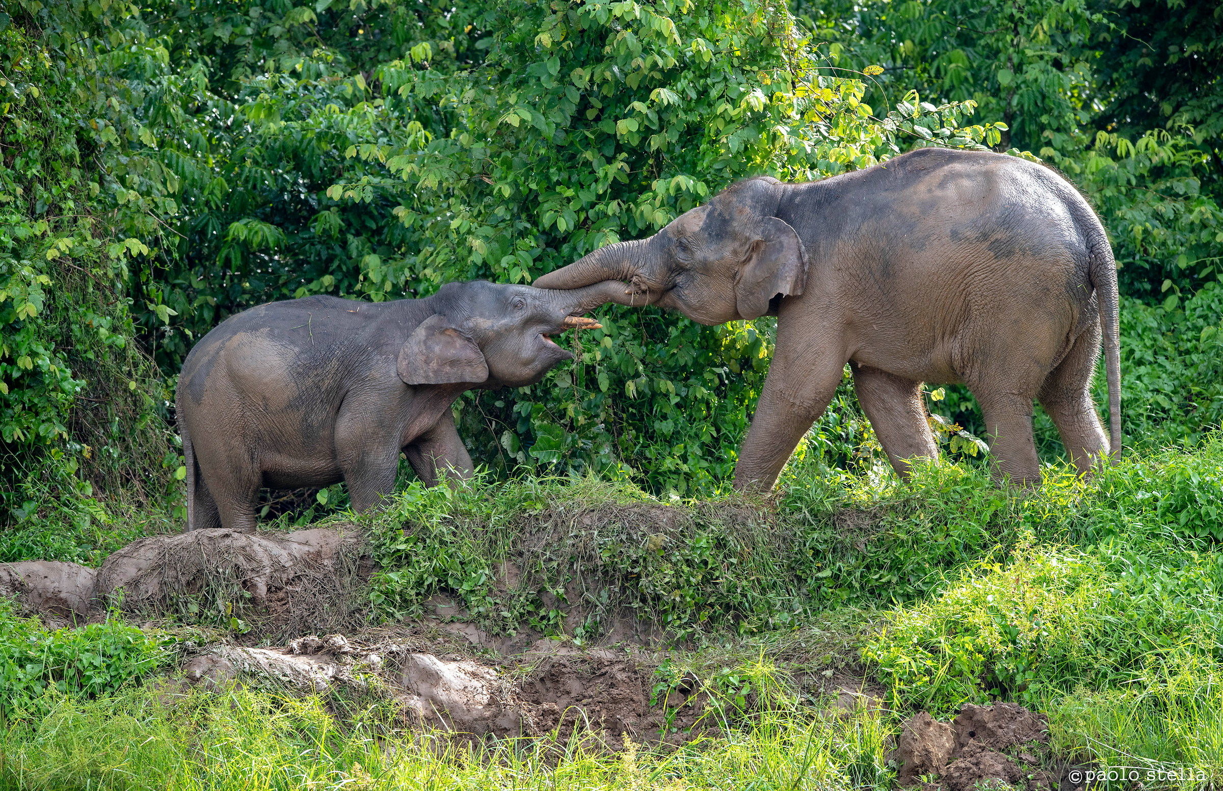 pigmy elephants - game