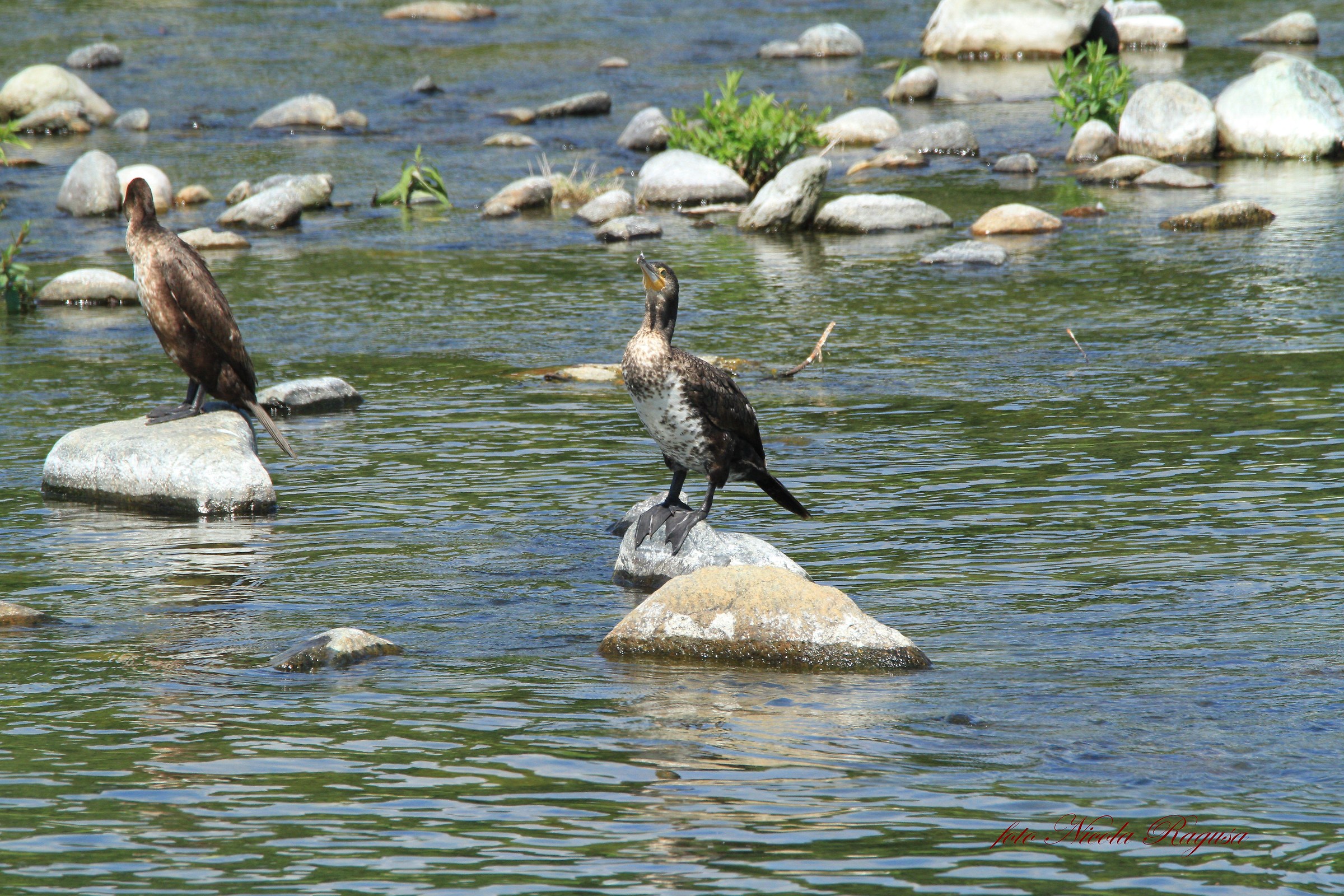 Cormorani