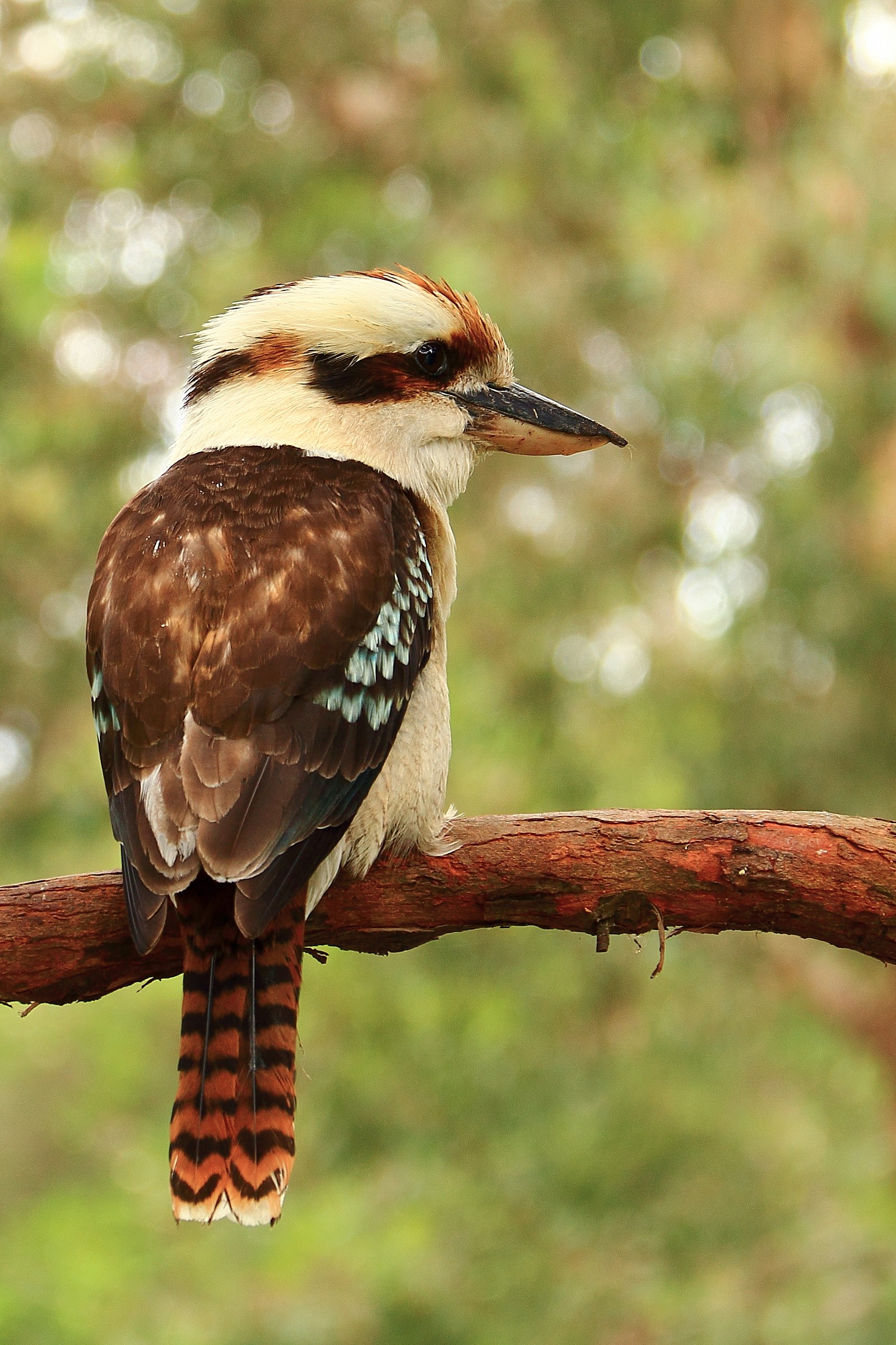 Kookaburra