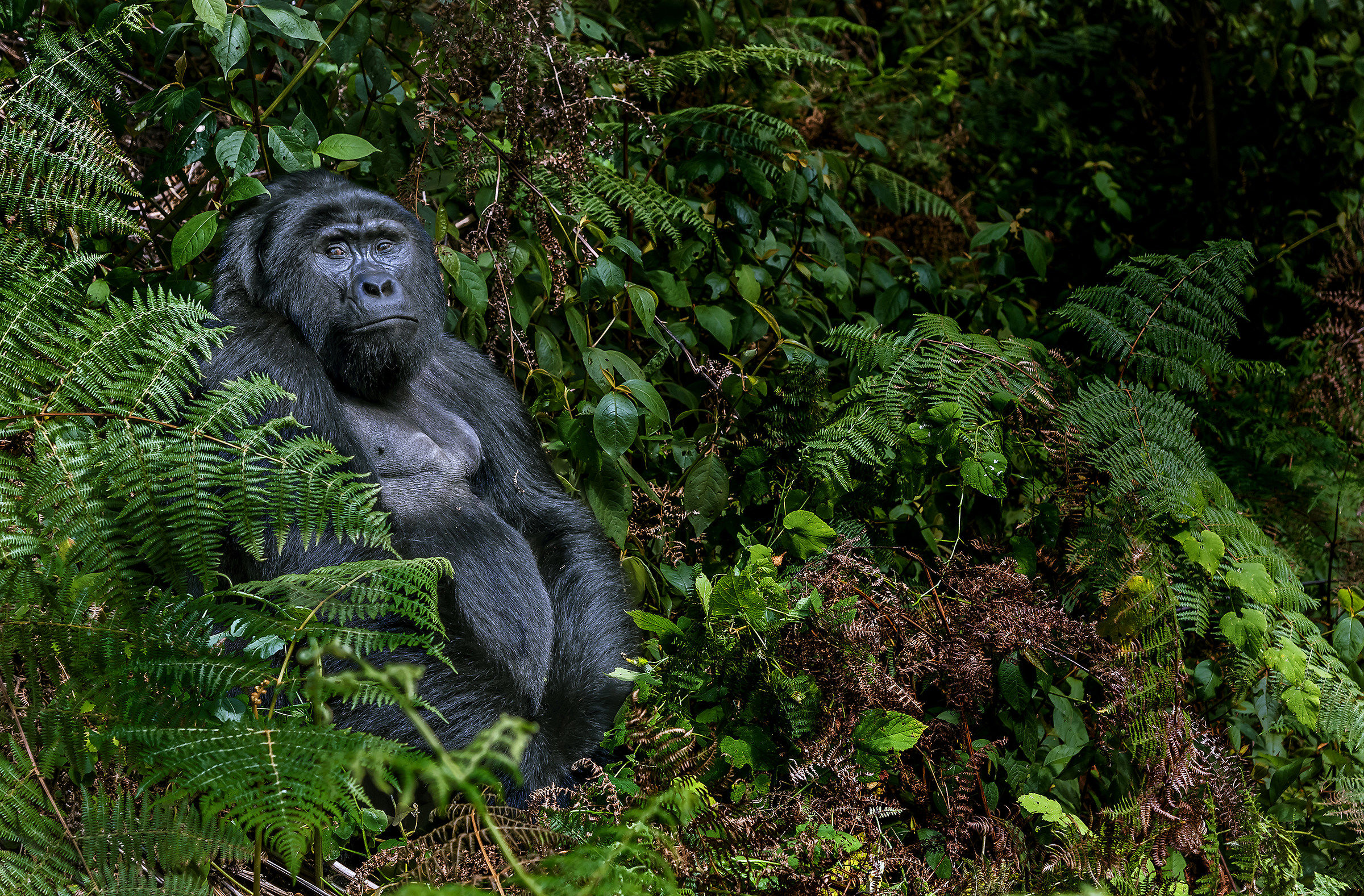 Uganda 2017-Gorilla