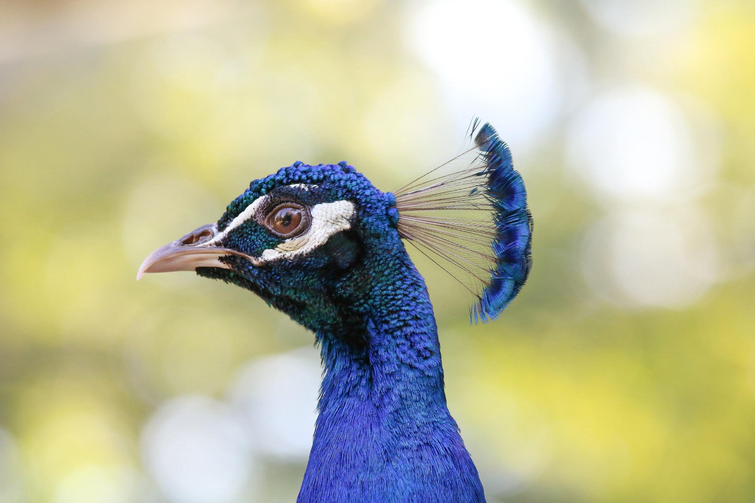 Pavone pavoneggiante