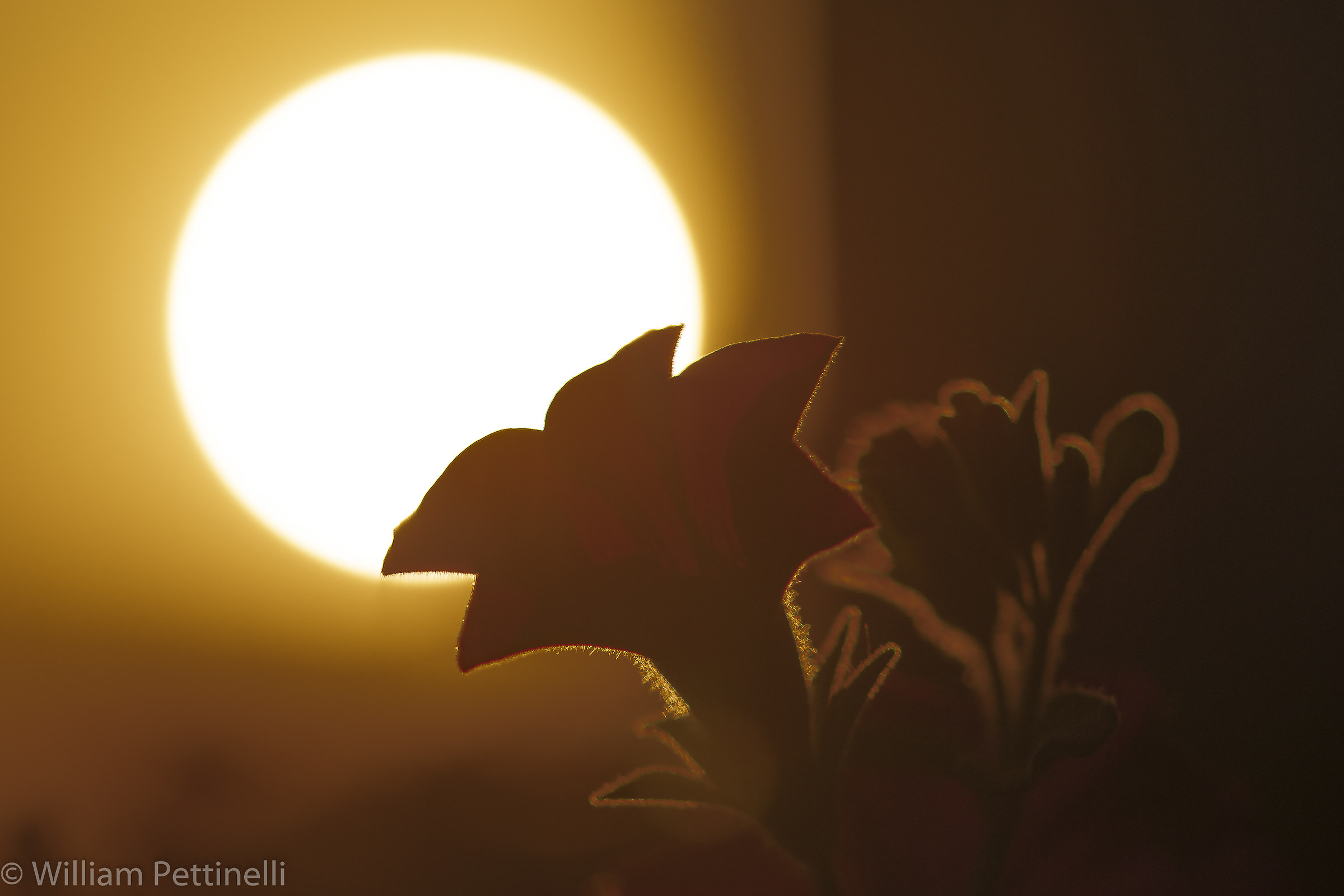 Surfinia al tramonto