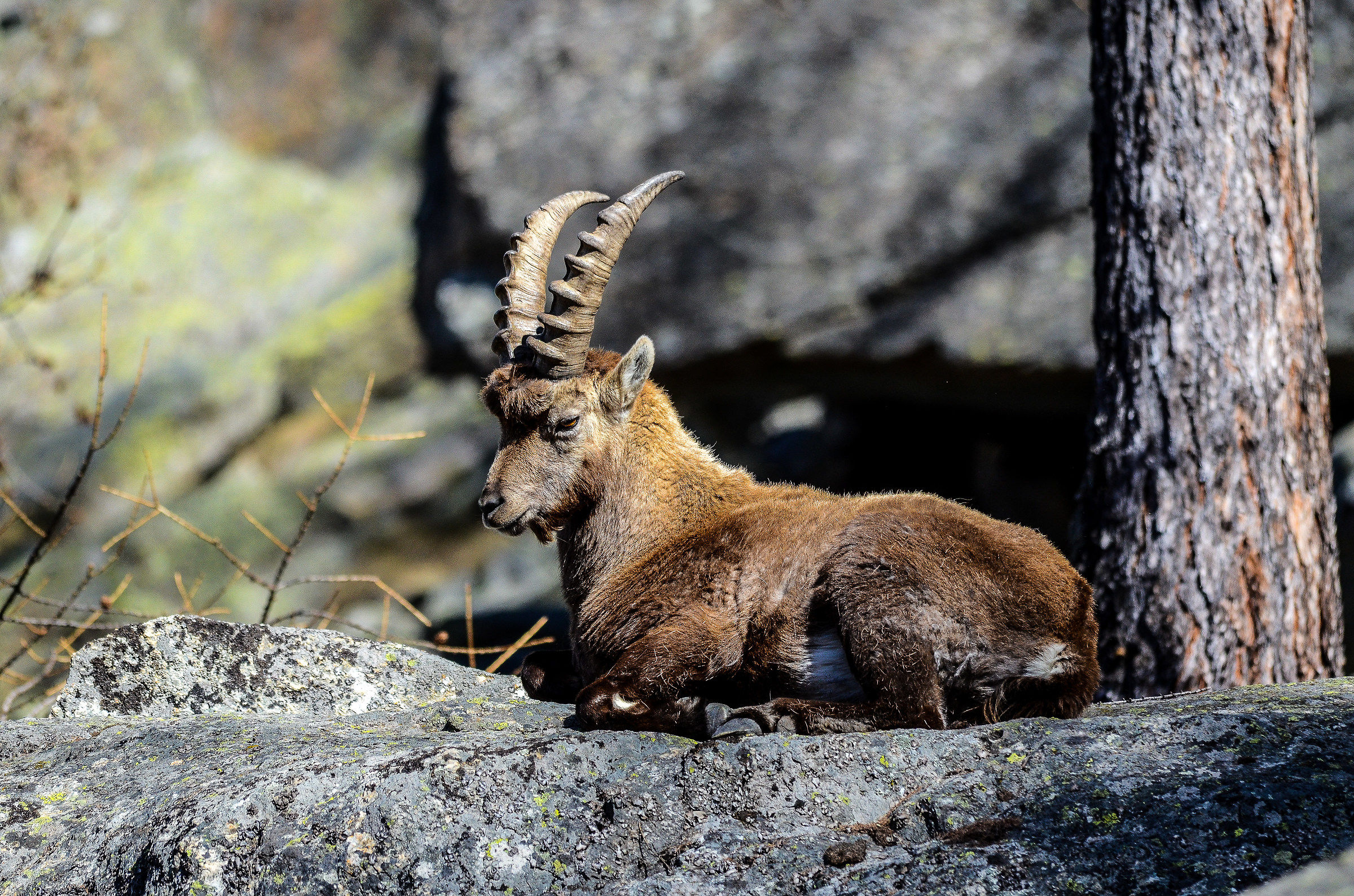 "Piccolo" di stambecco