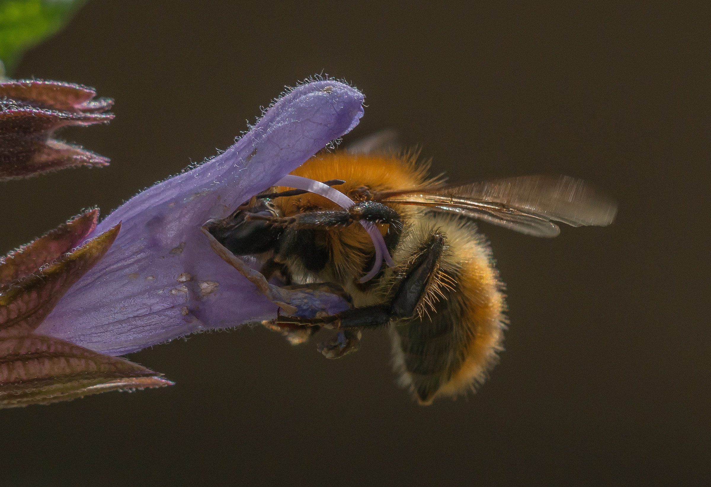 Abbraccio pistillo zampa di bombo