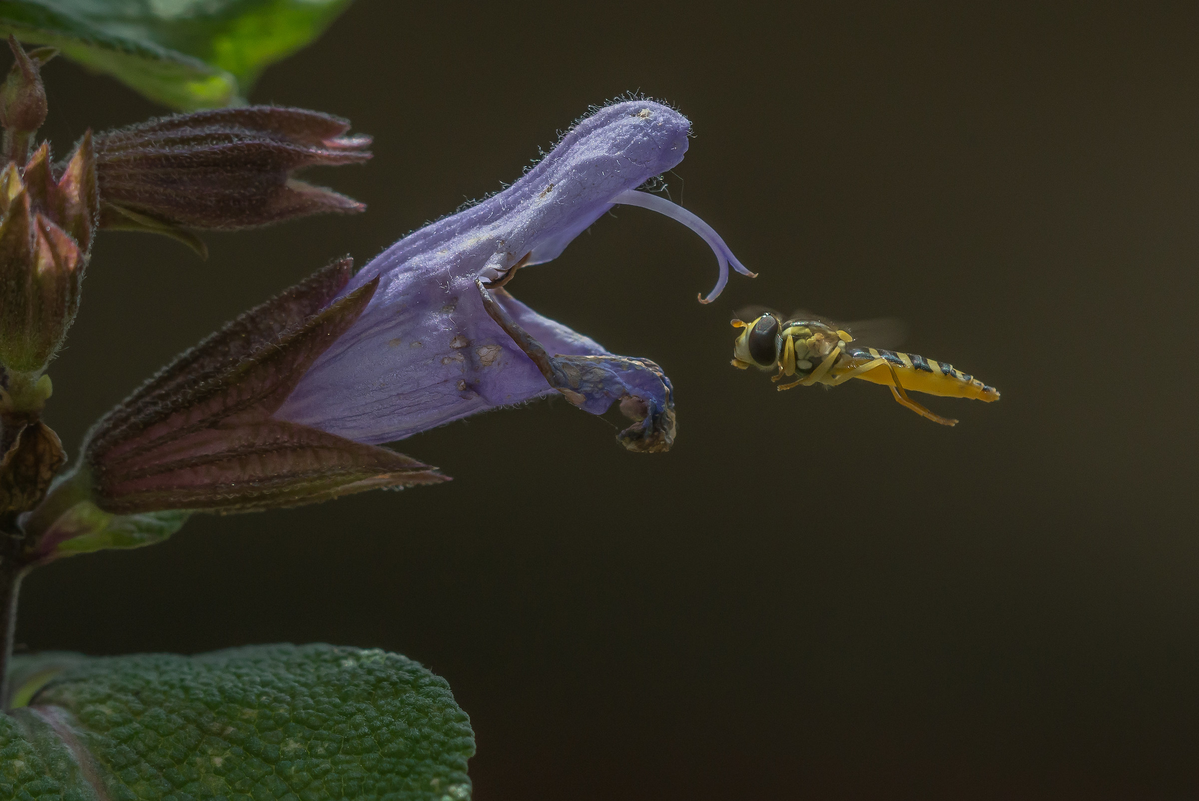 Sta pensando...Che bel fiore di salvia ho trovato