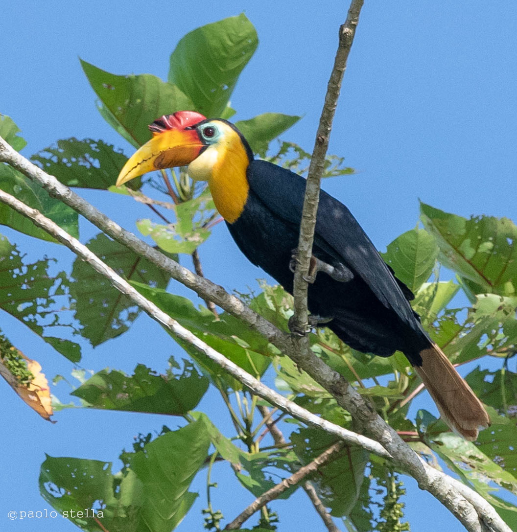 Sunda wrinkled hornbill