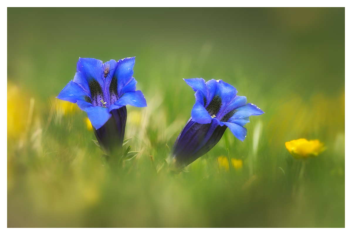 Gentians