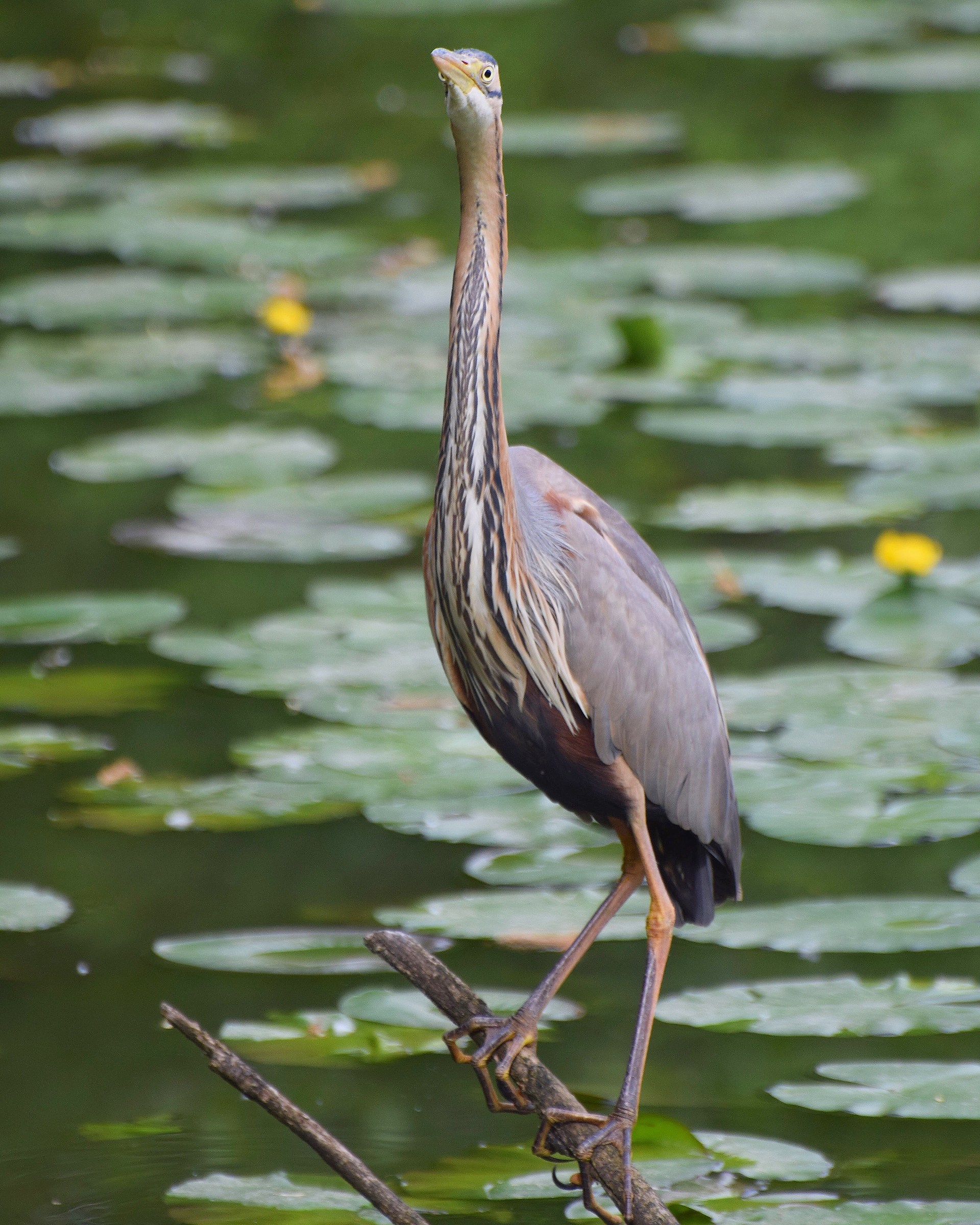 Red Heron