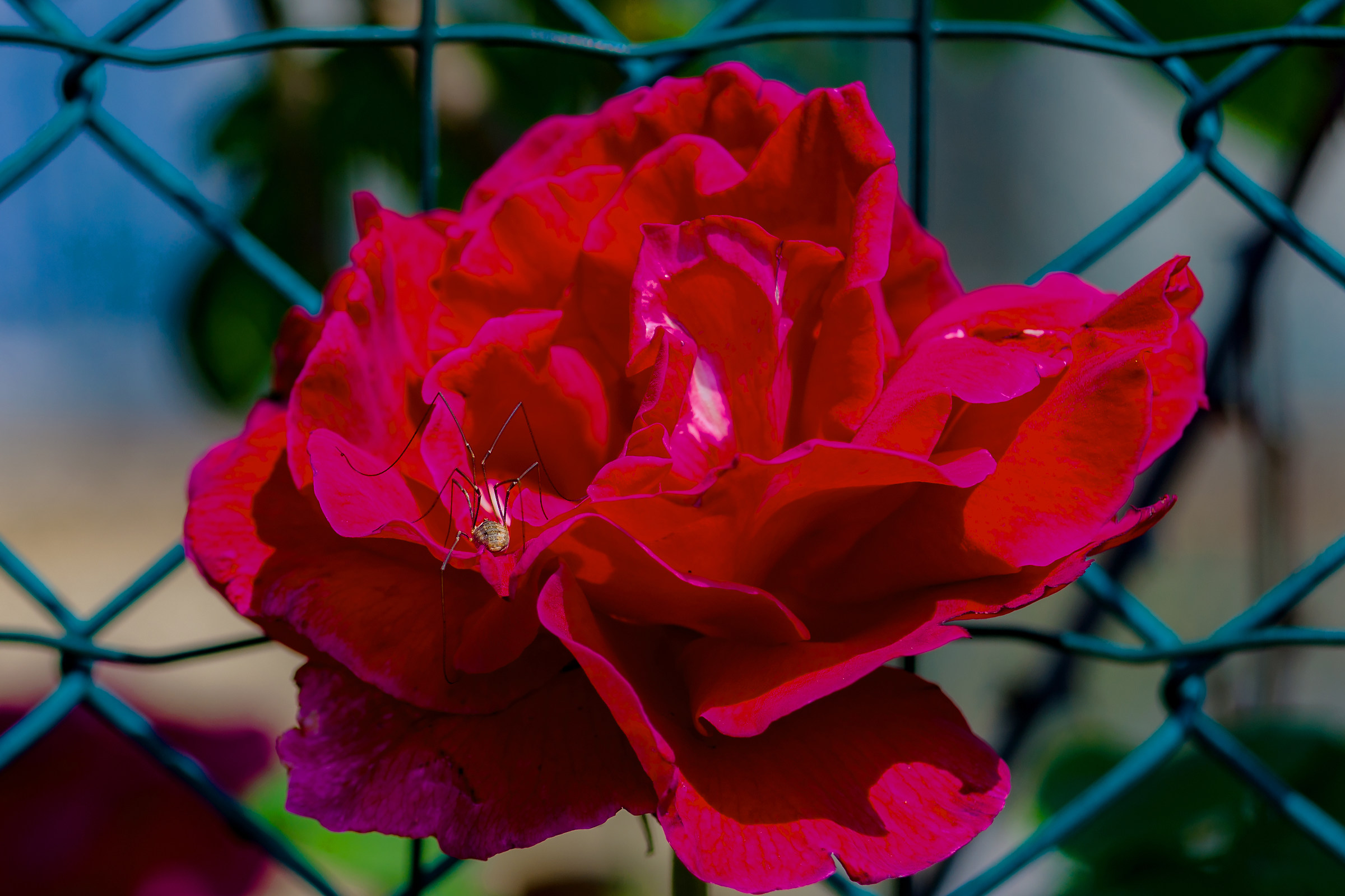 Petite araignée dorée