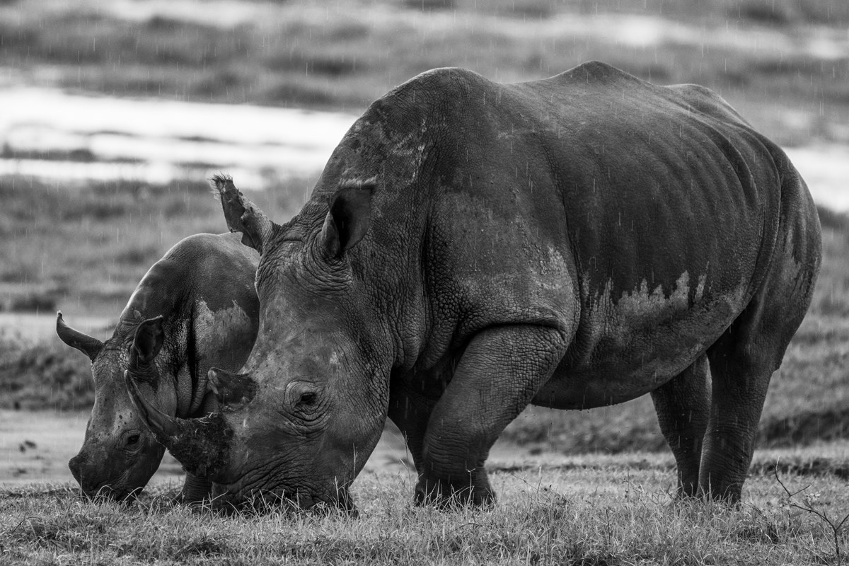 Rhino in the rain