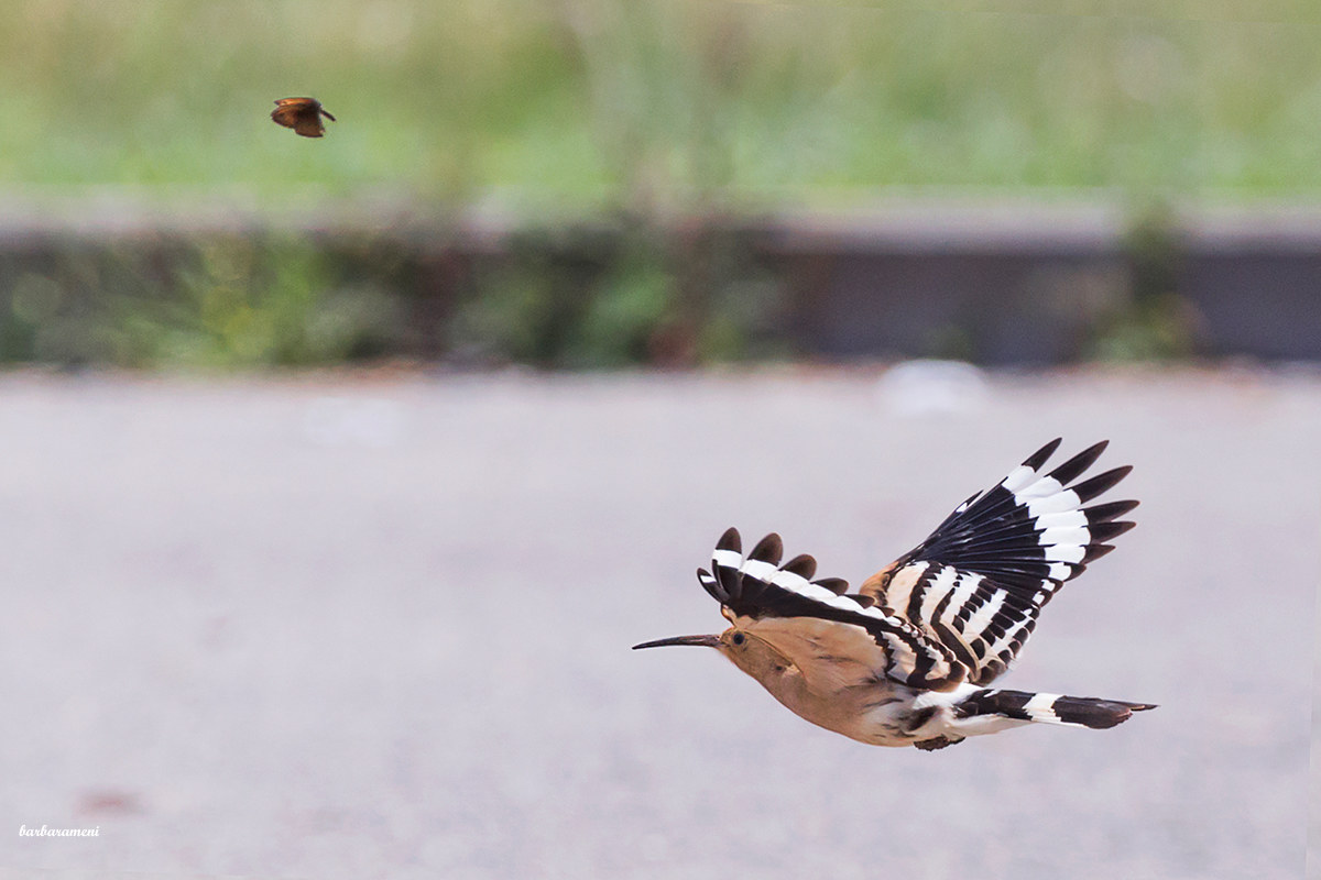 Hoopoe and Butterfly...