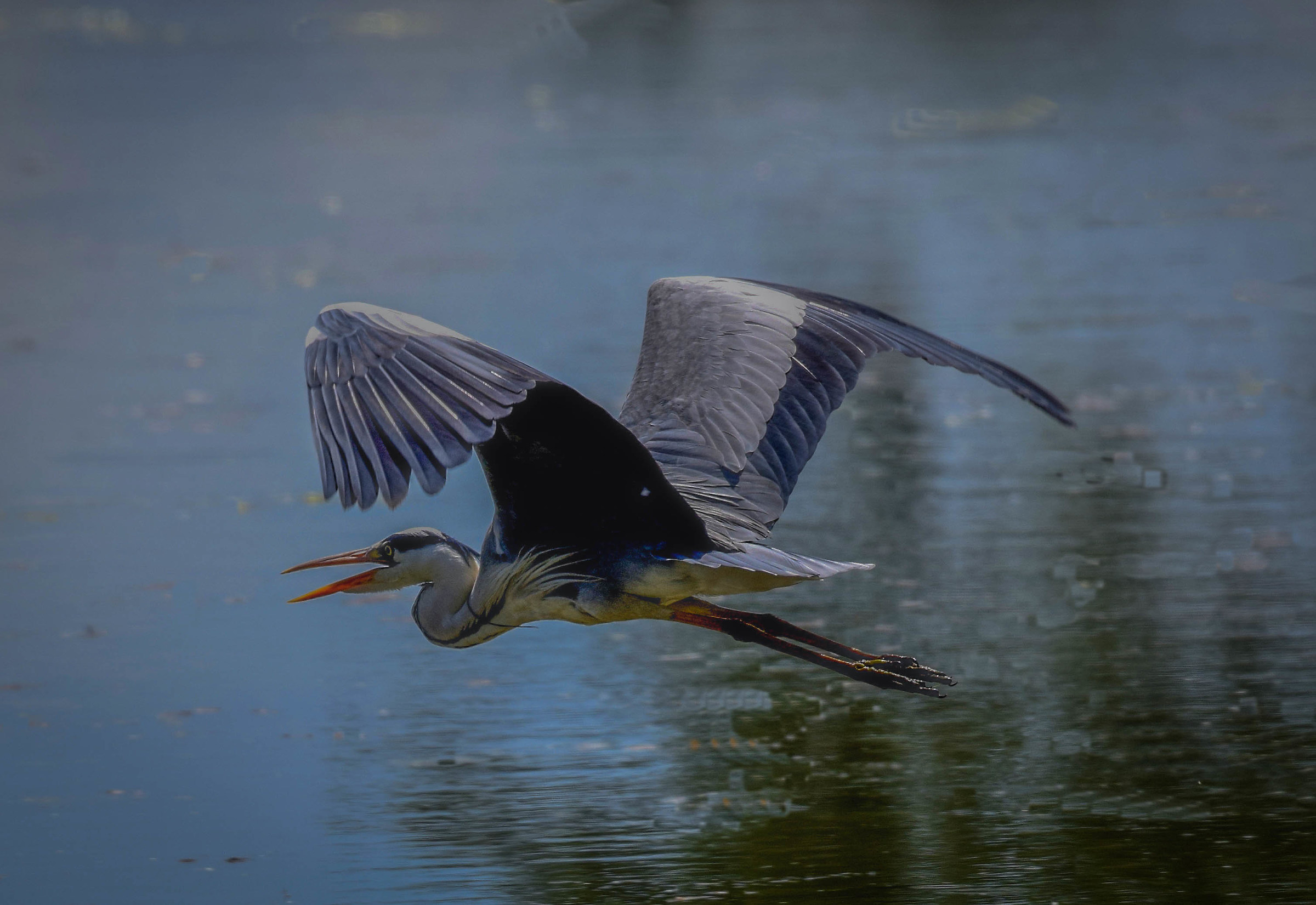 Grey Heron