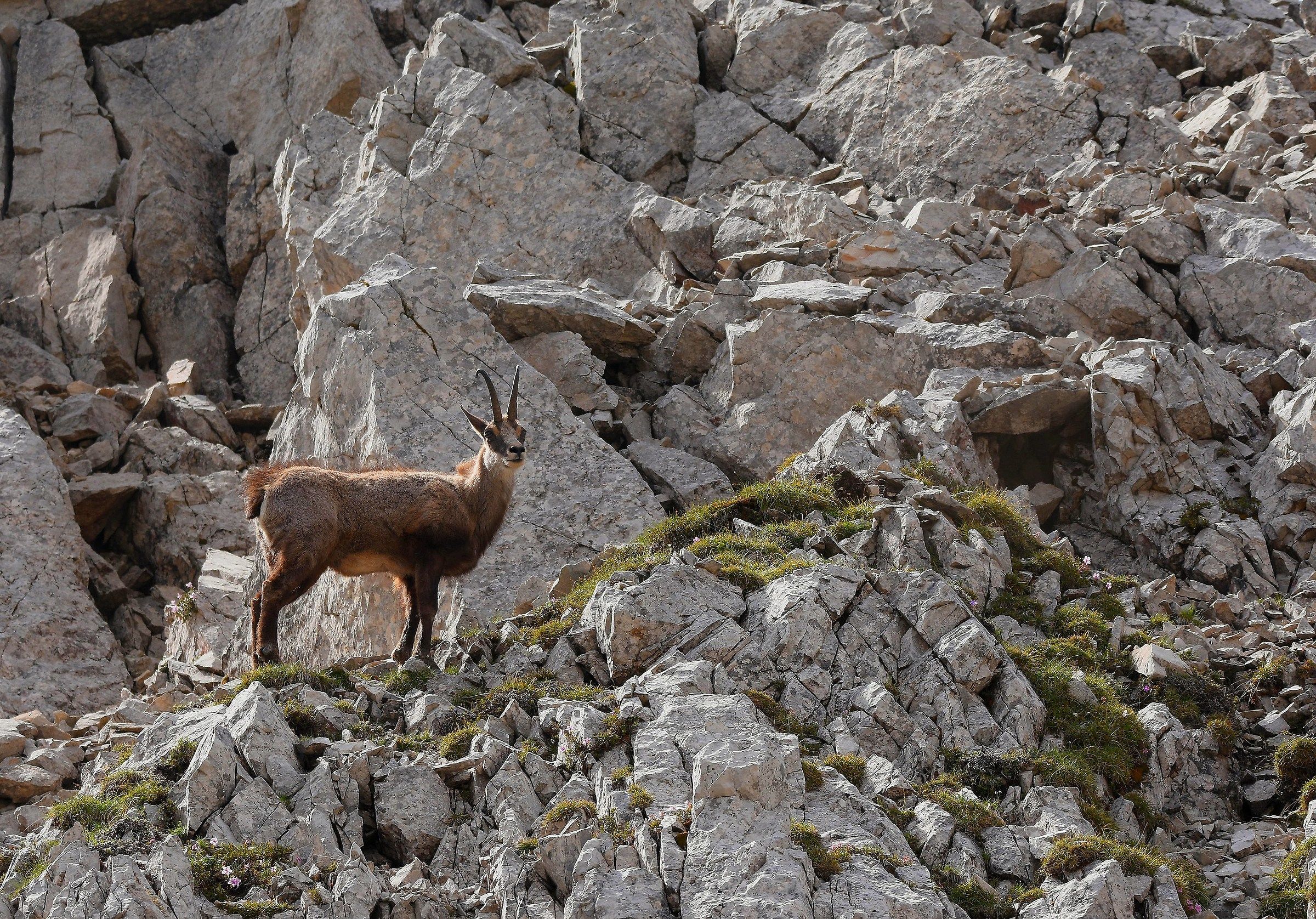 Alpine Chamois