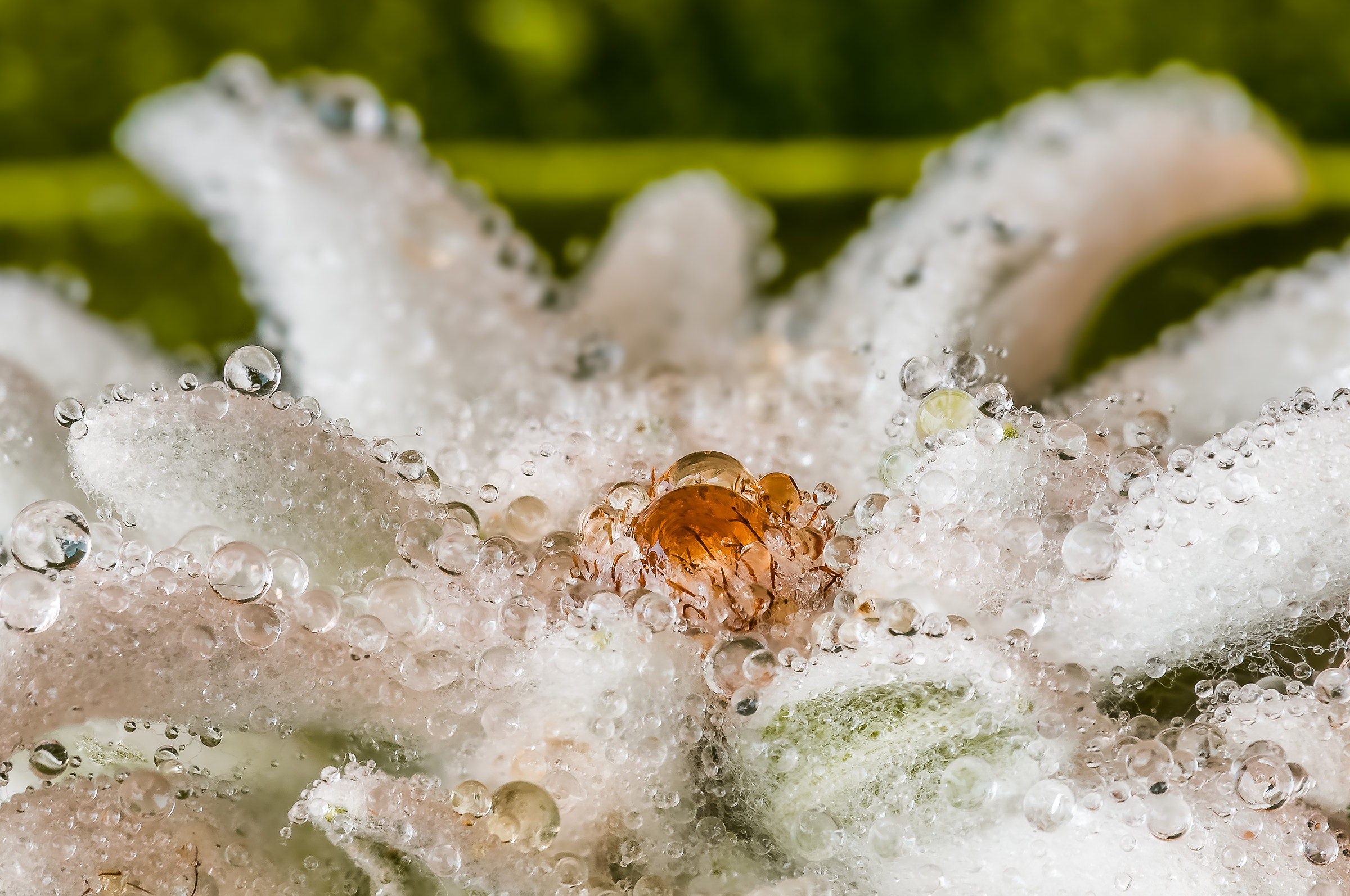 edelweiss sua maestà la stella alpina