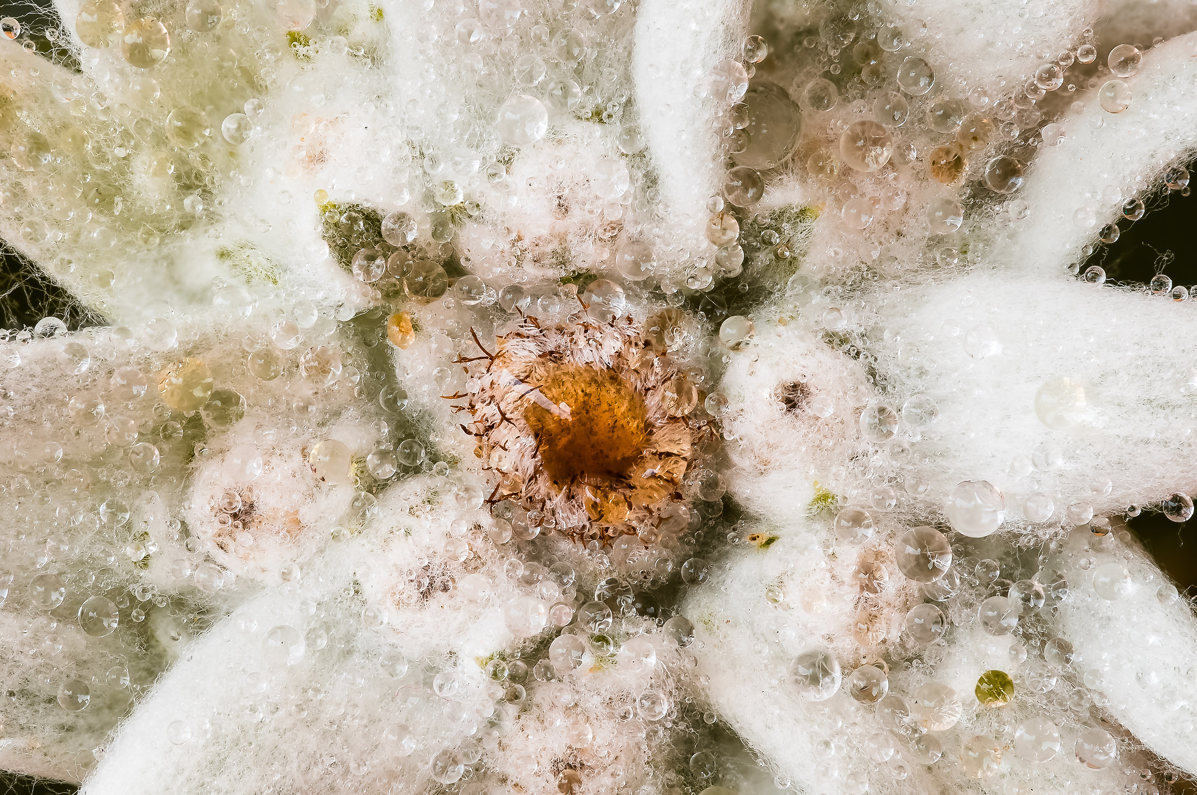 edelweiss sua maestà la stella alpina
