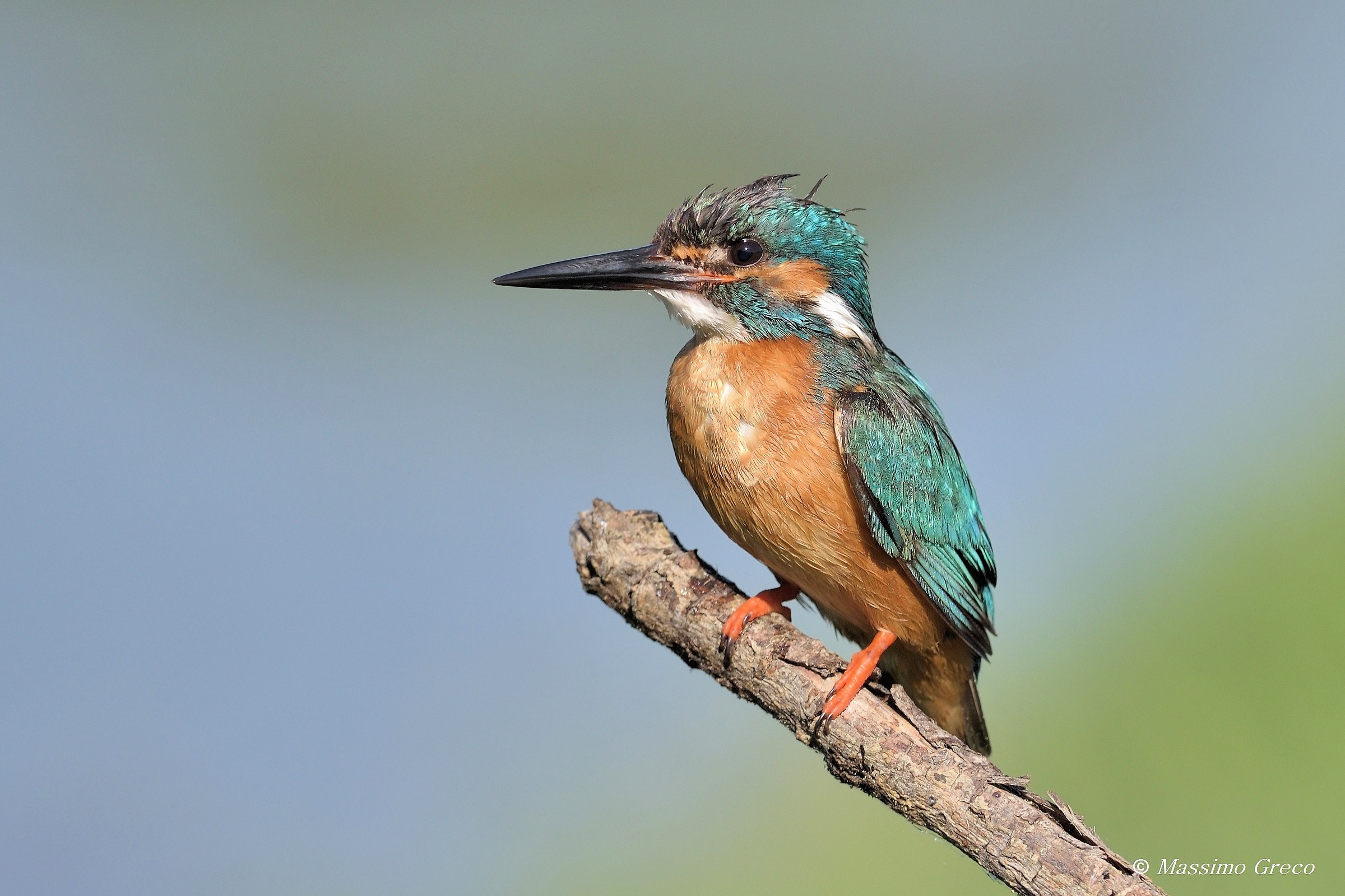 Kingfisher