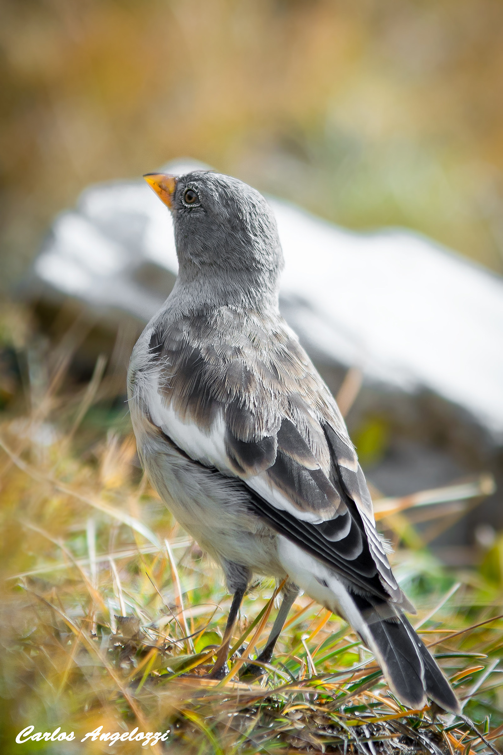 Passerotto sulle Tre Cime di Lavaredo