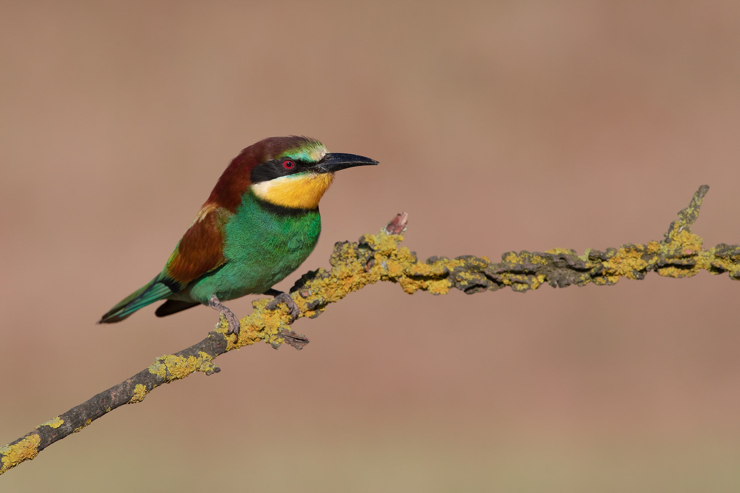 Bee-eater