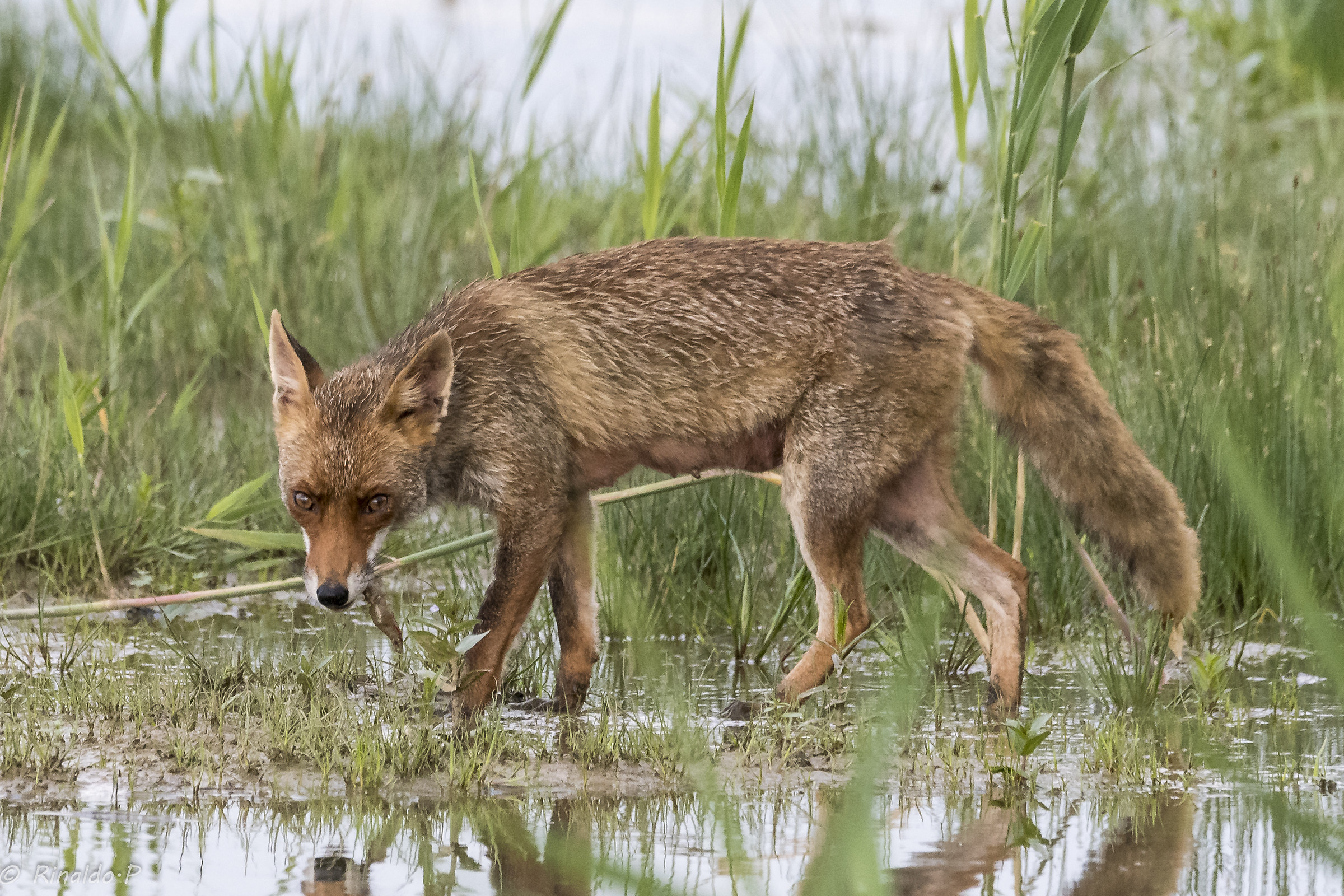 Female Fox in Nursing