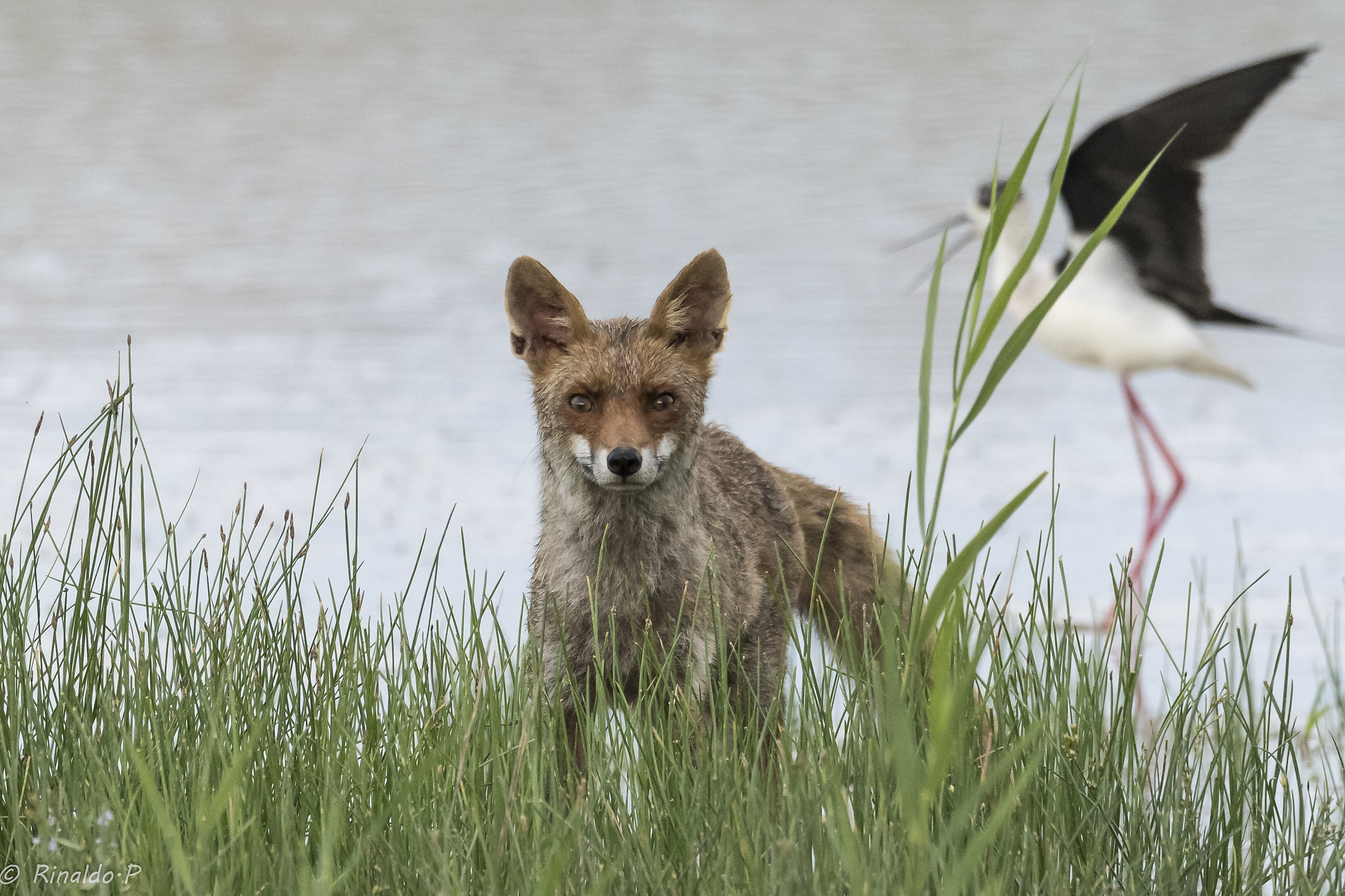Fox attacked by Knight of Italy