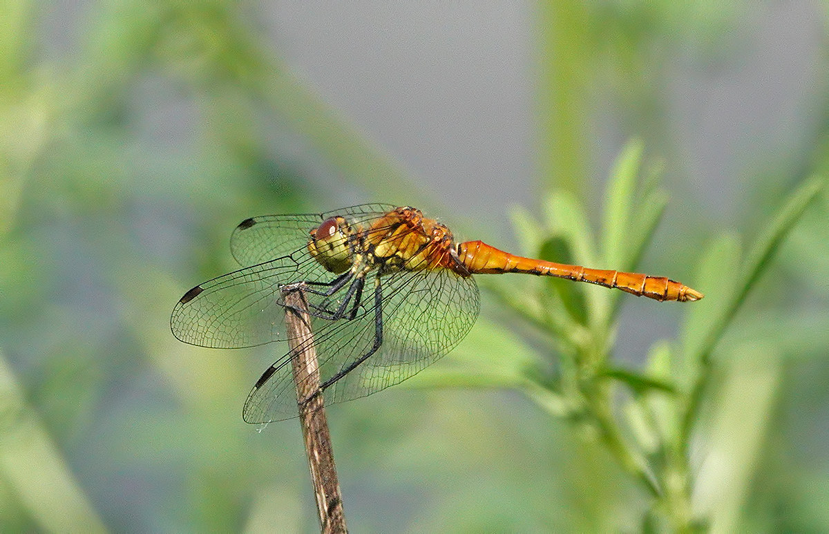 libellula