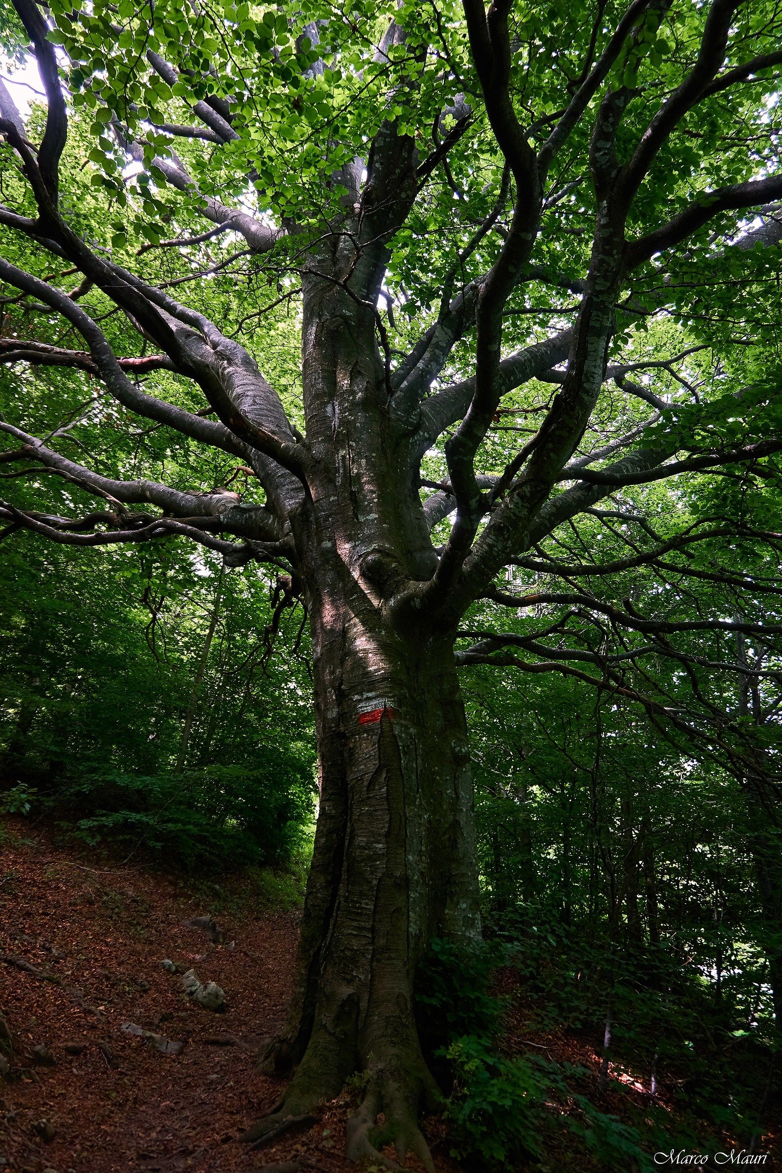 Faggio ai corni di canzo